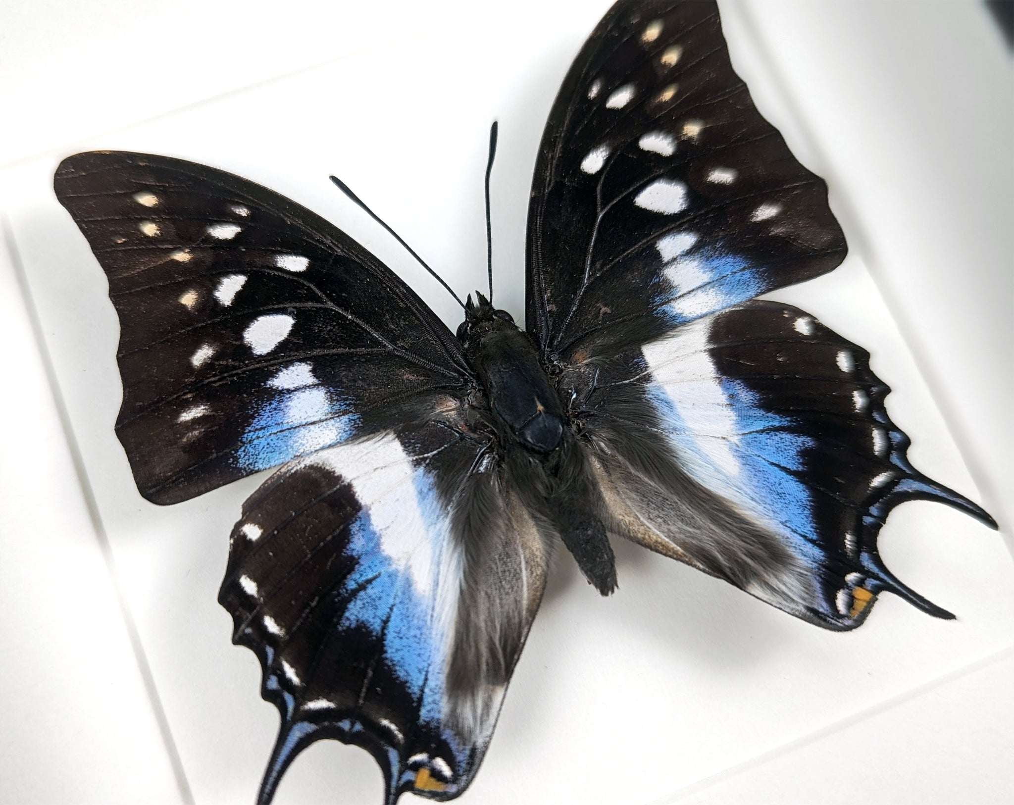 Polyura cognatus  Schmetterling InsectArt