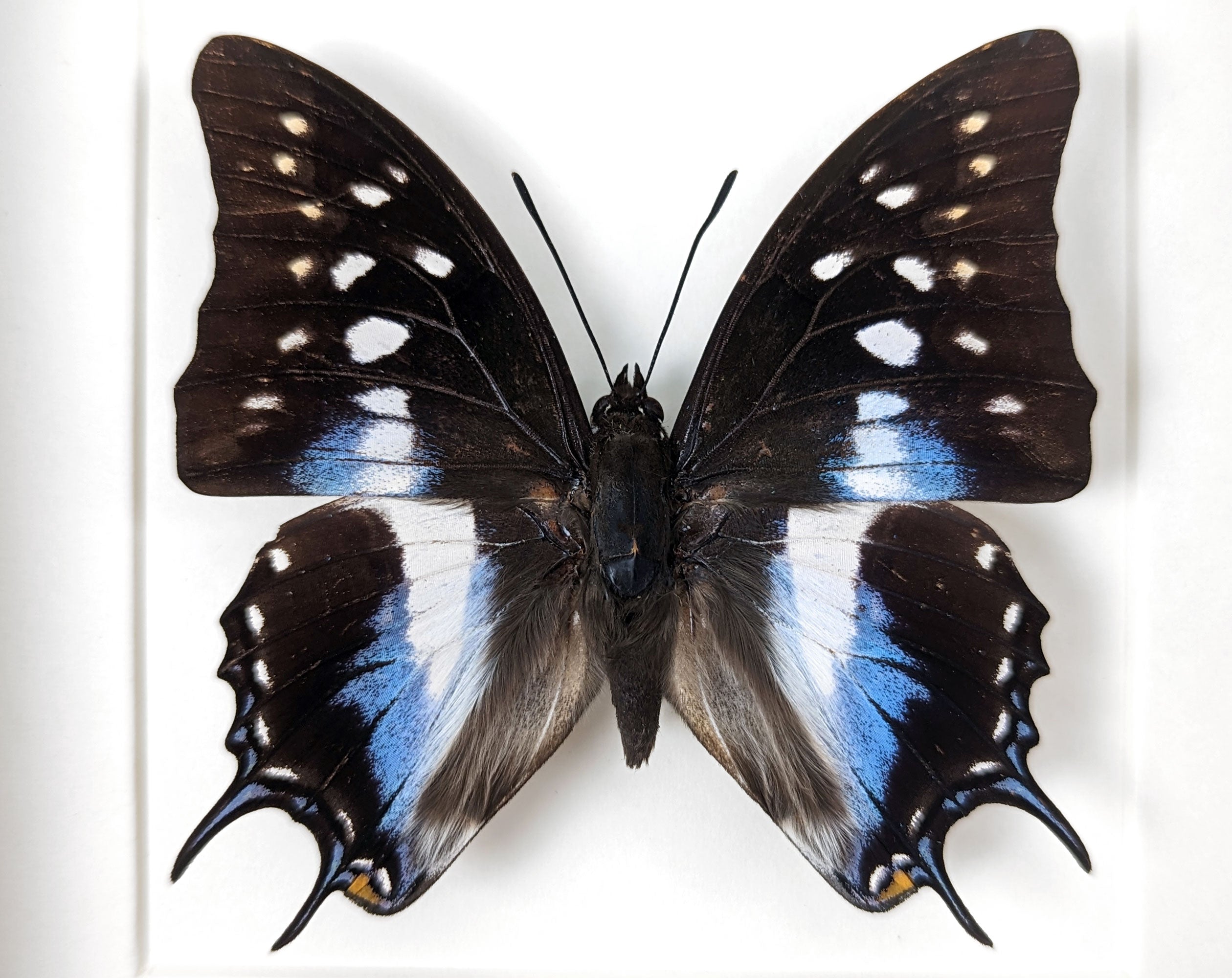 Polyura cognatus  Schmetterling InsectArt