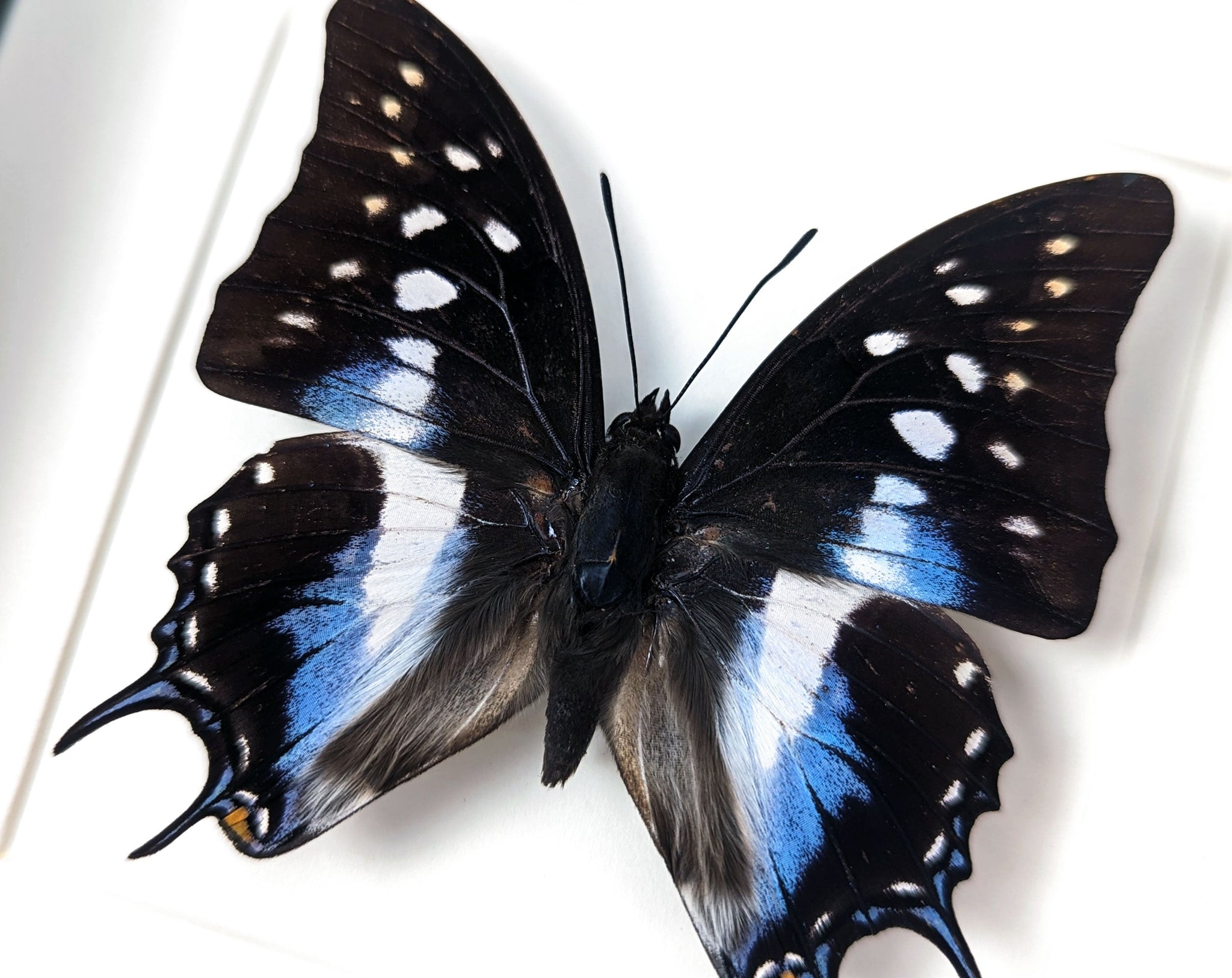 Polyura cognatus  Schmetterling InsectArt