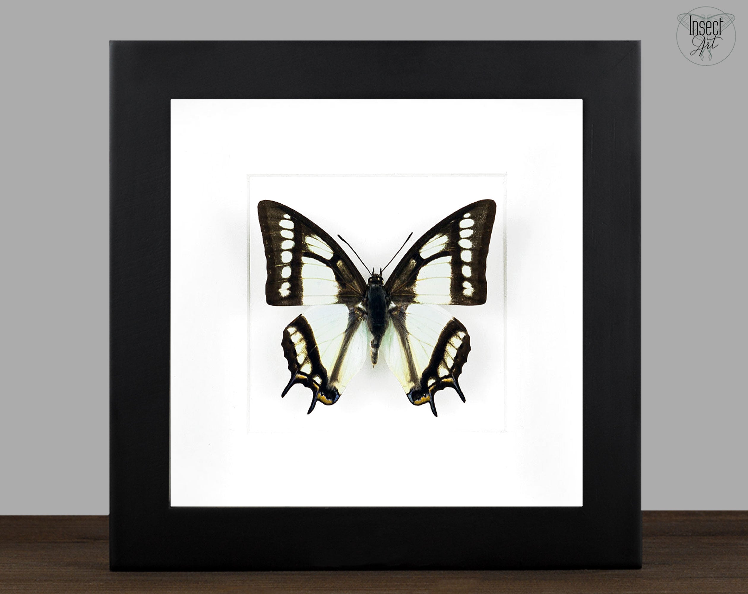 Polyura narcaea  Schmetterling InsectArt