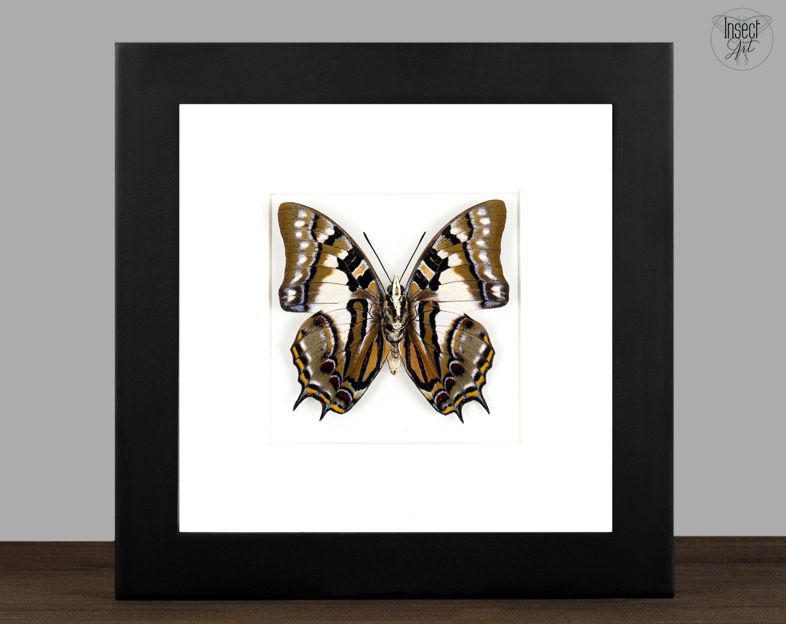 Polyura pyrrhus (verso)  Schmetterling InsectArt