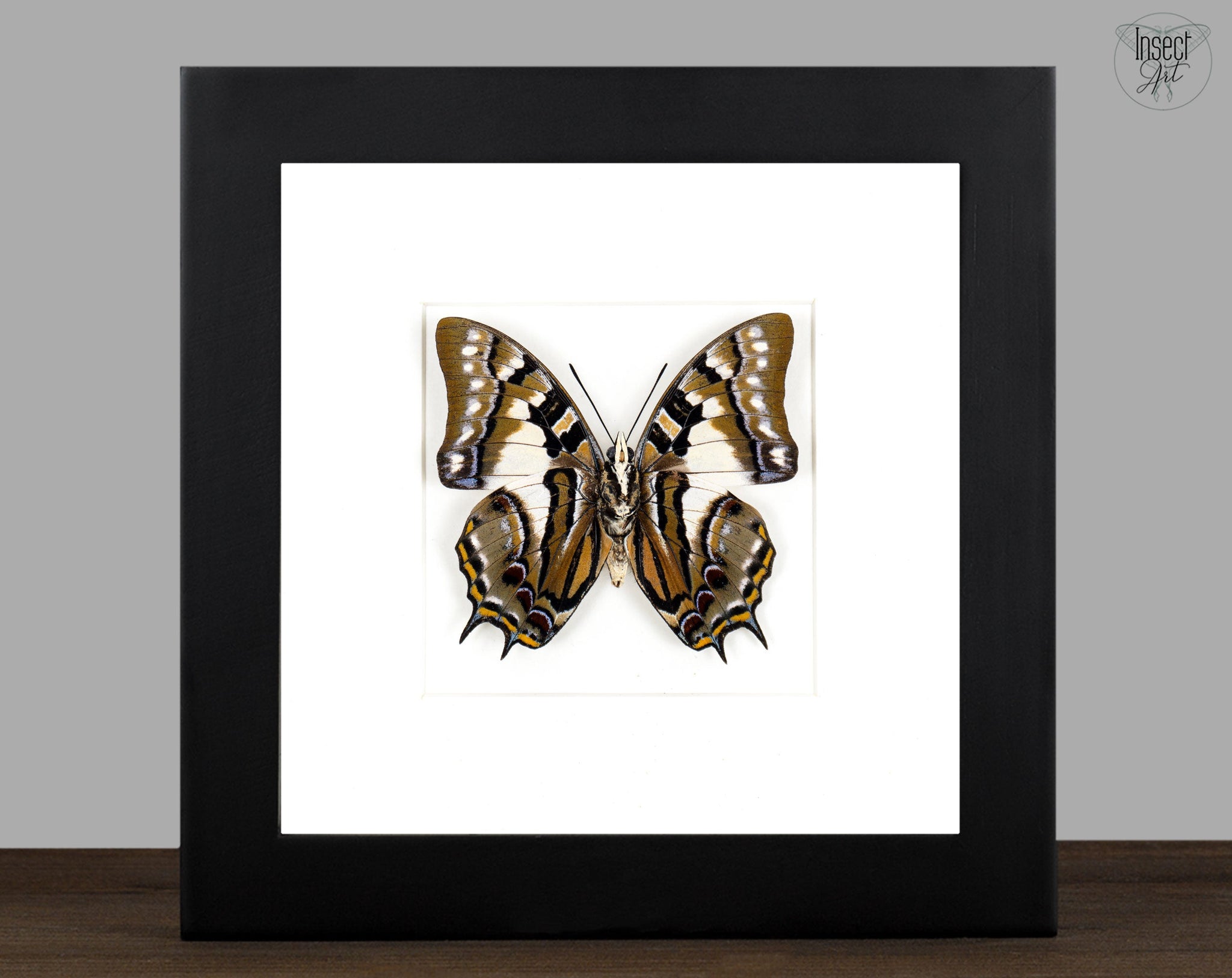 Polyura pyrrhus (verso)  Schmetterling InsectArt