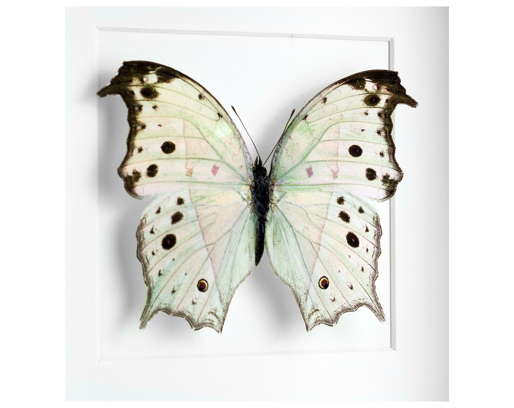 Salamis parhassus  Schmetterling InsectArt