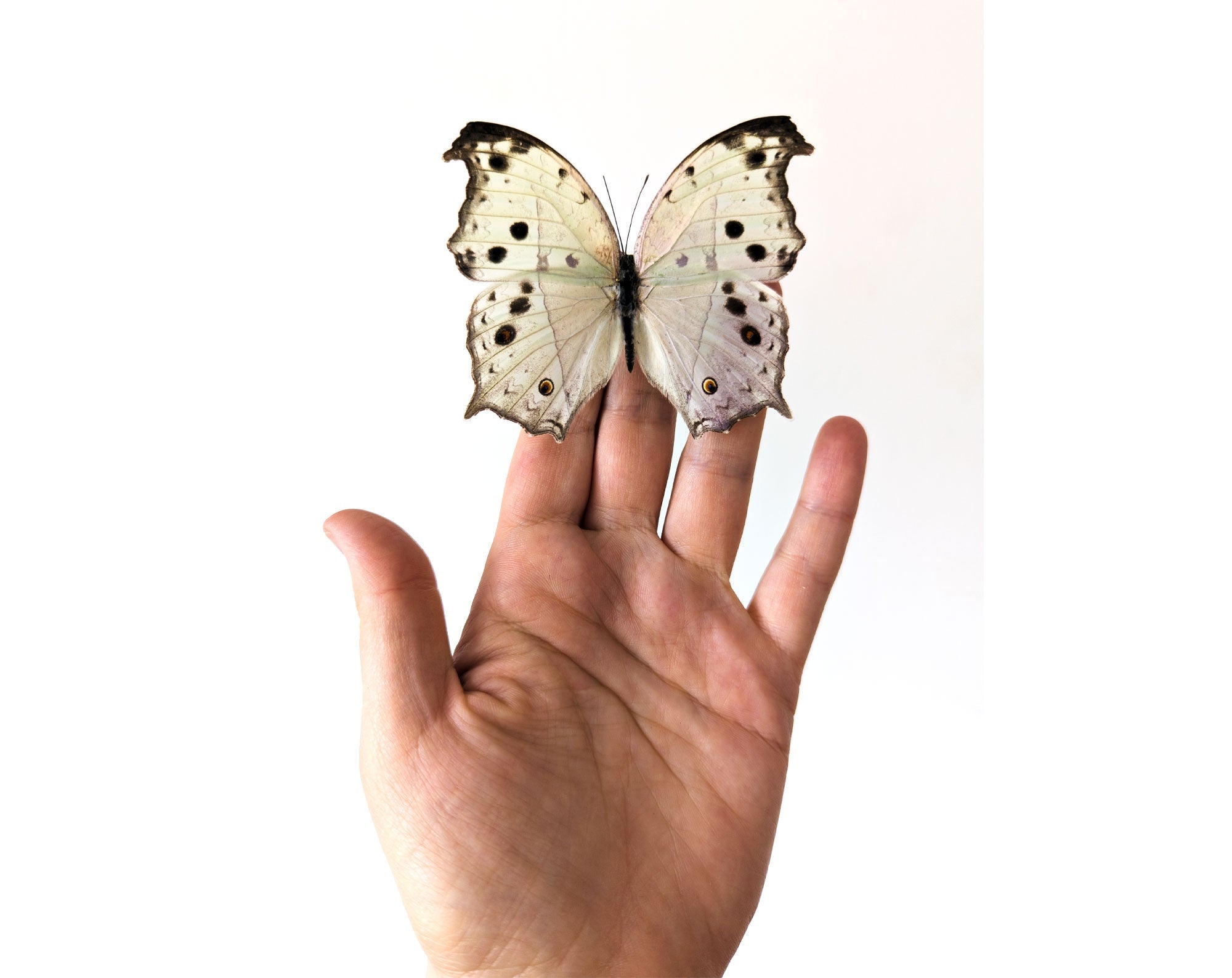 Salamis parhassus  Schmetterling InsectArt