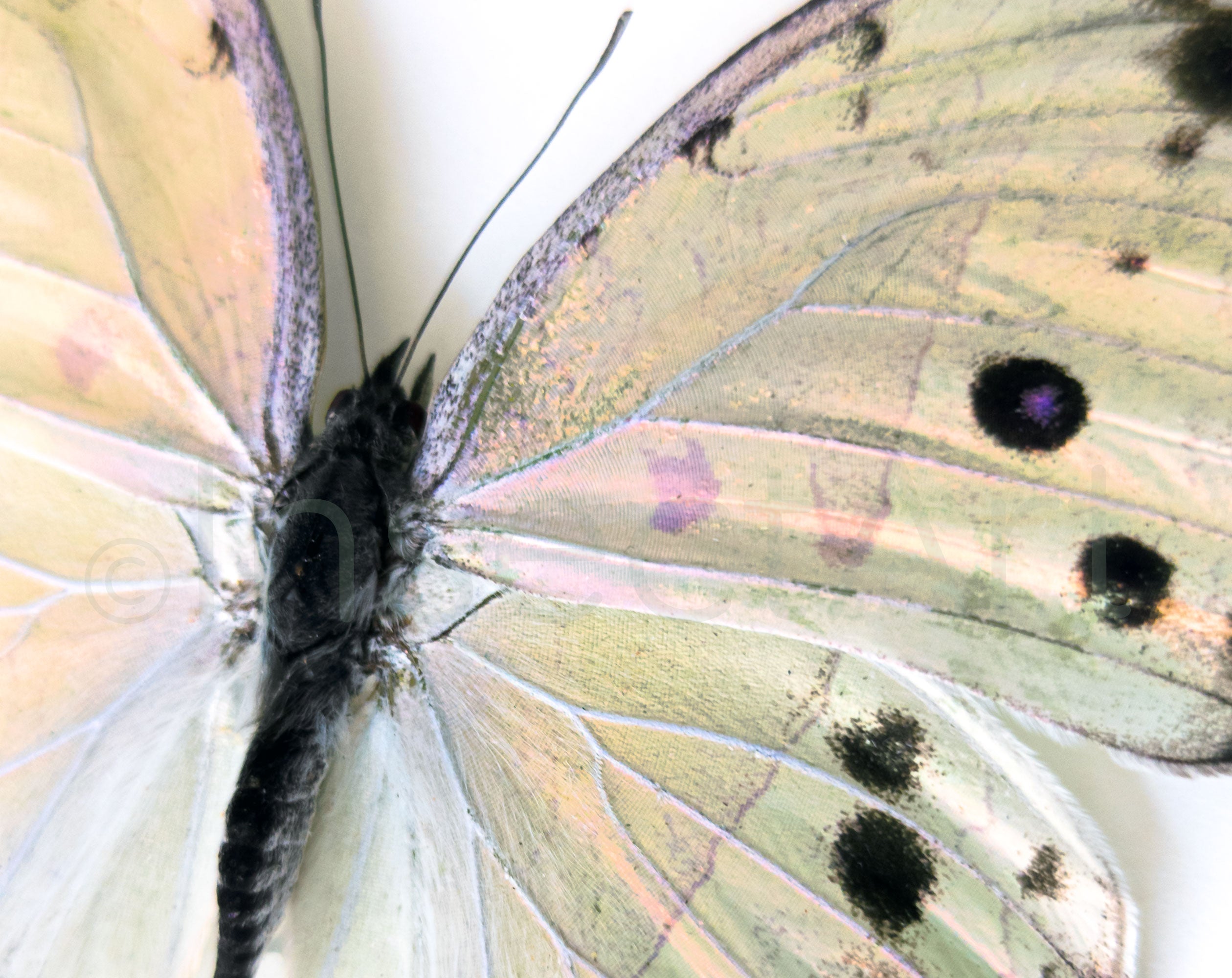 Salamis parhassus  Schmetterling InsectArt