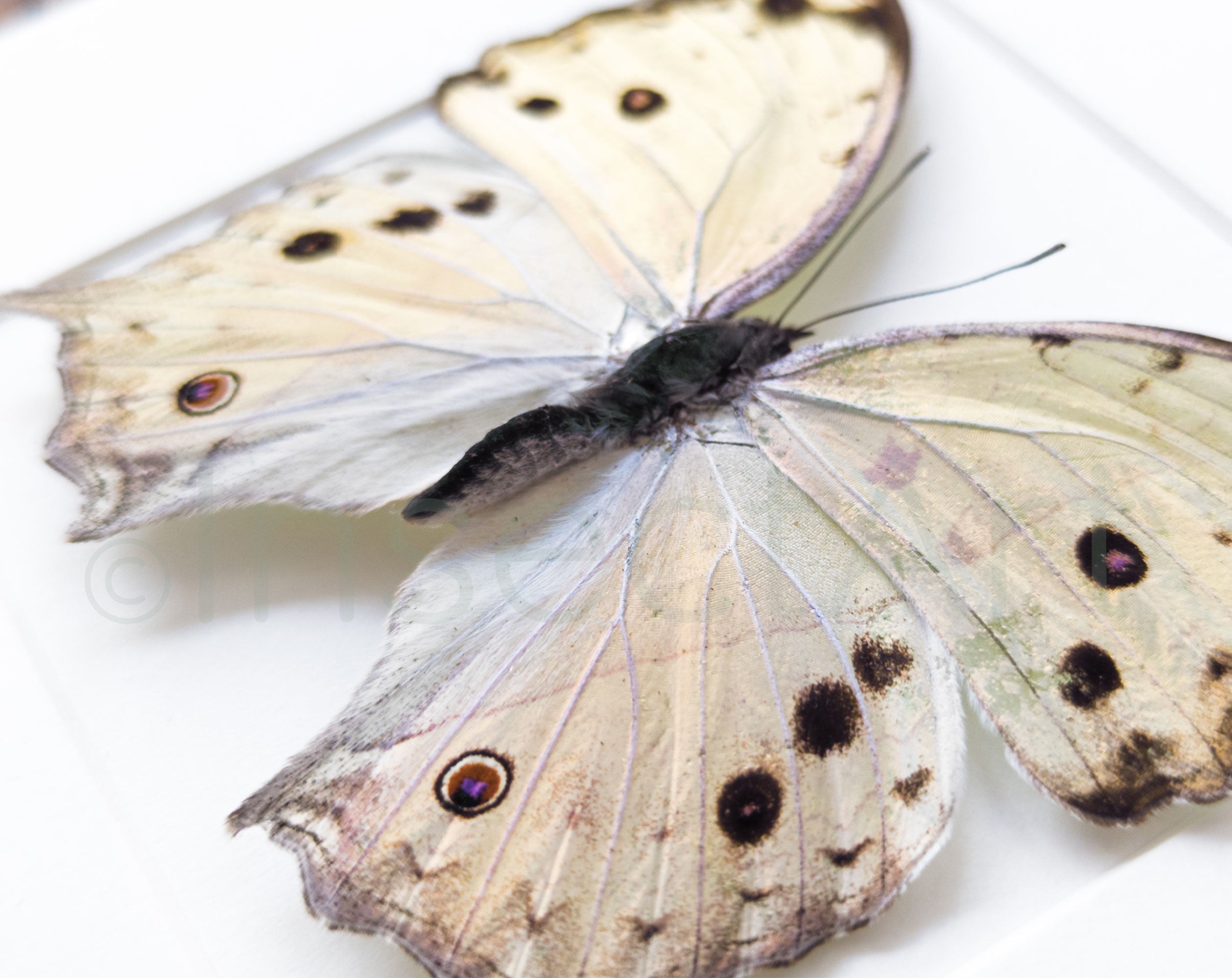Salamis parhassus  Schmetterling InsectArt