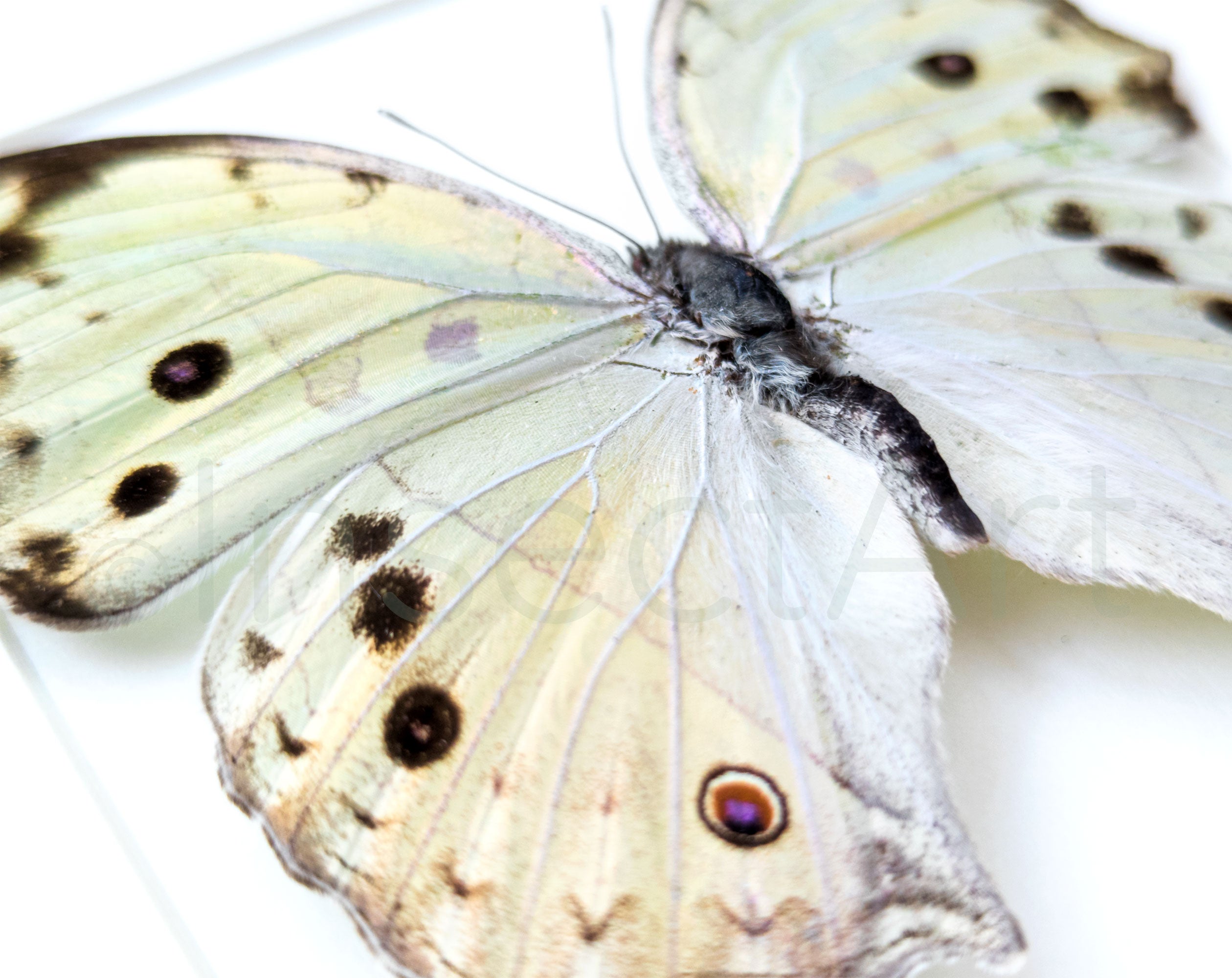 Salamis parhassus  Schmetterling InsectArt
