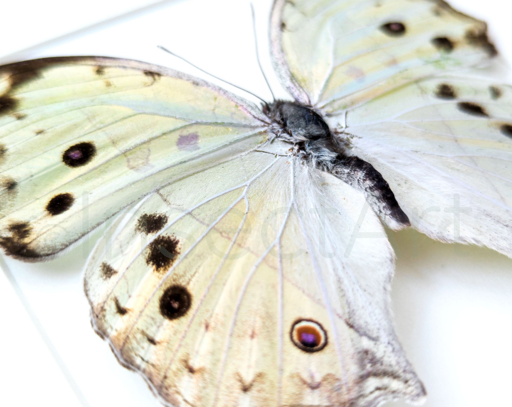 Salamis parhassus  Schmetterling InsectArt