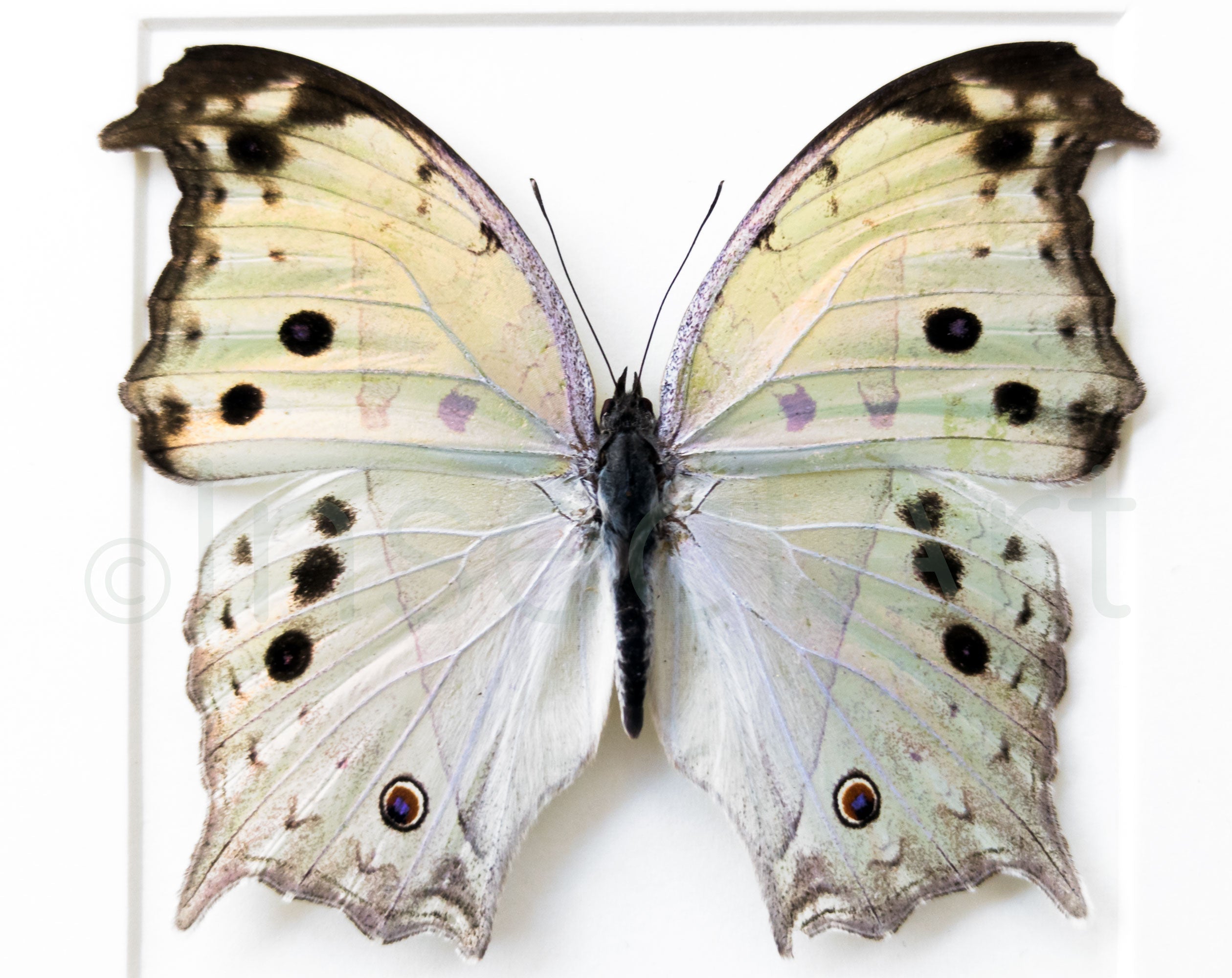 Salamis parhassus  Schmetterling InsectArt