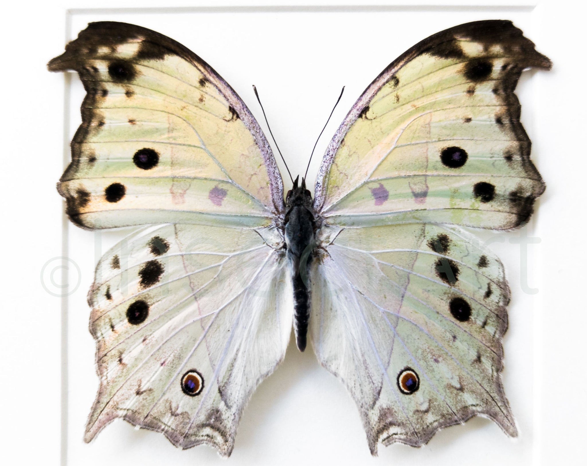 Salamis parhassus  Schmetterling InsectArt