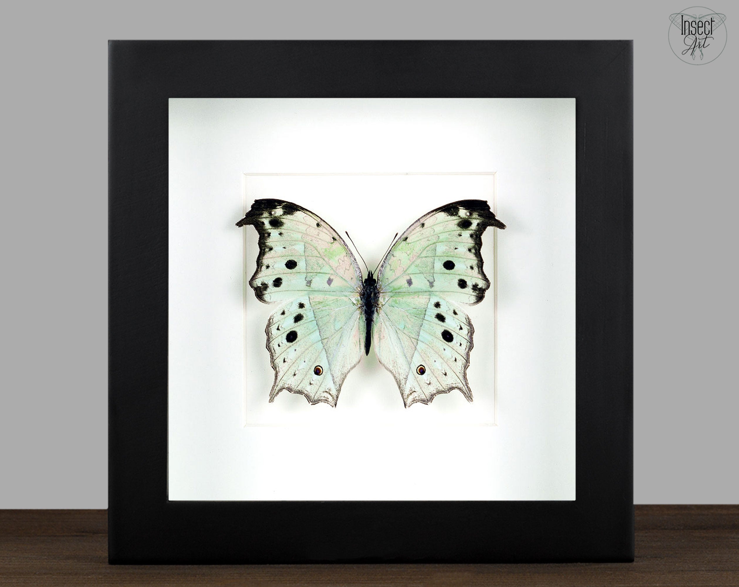 Salamis parhassus  Schmetterling InsectArt