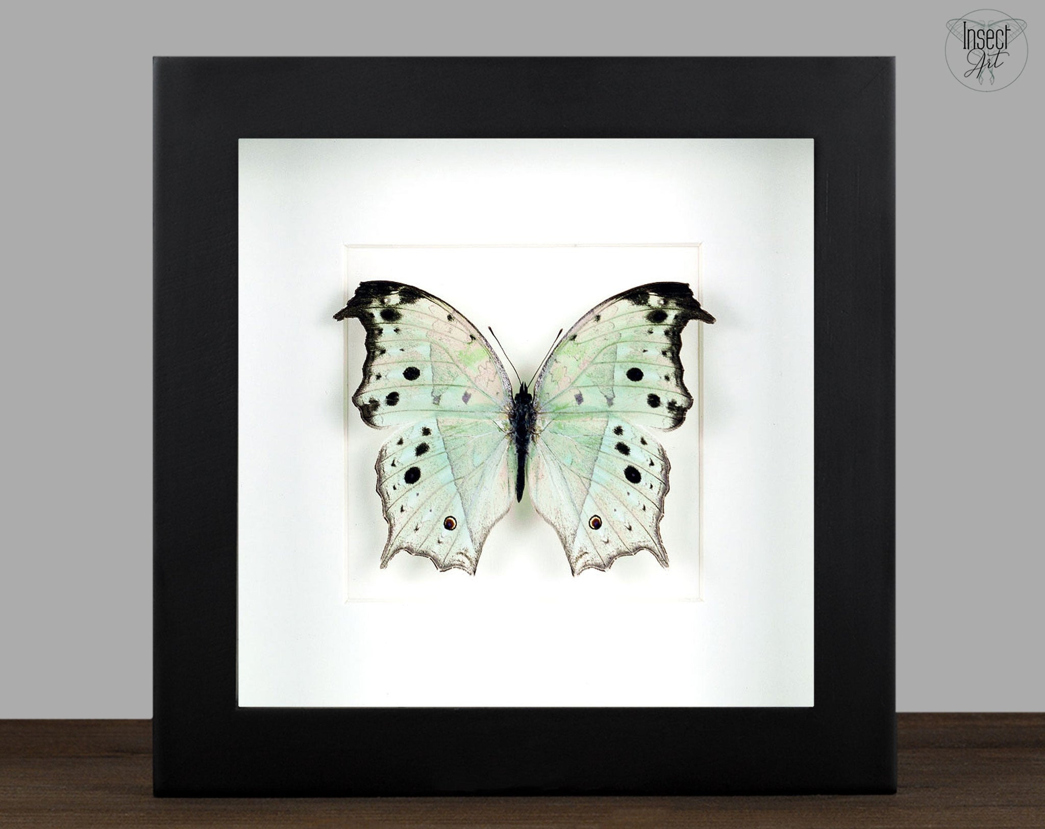 Salamis parhassus  Schmetterling InsectArt
