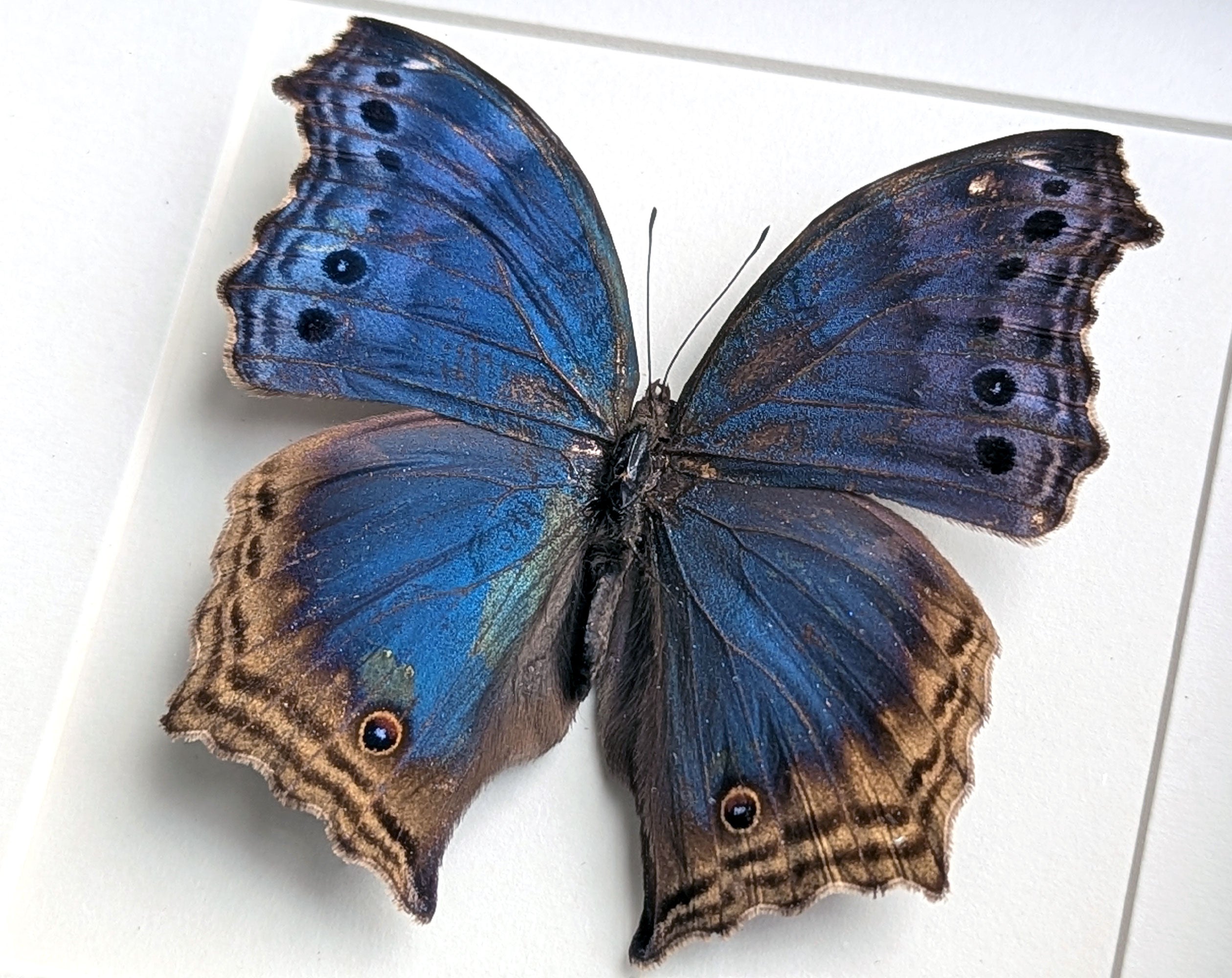 Salamine temora