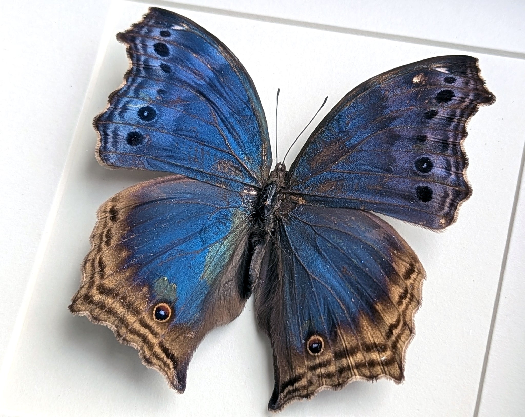 Salamine temora