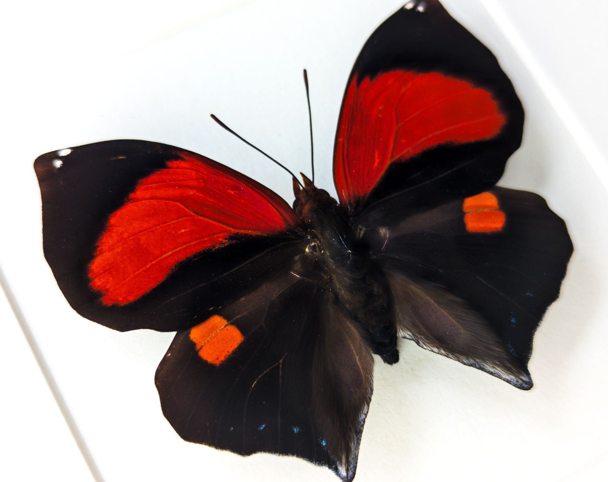 Siderone mars  Schmetterling InsectArt