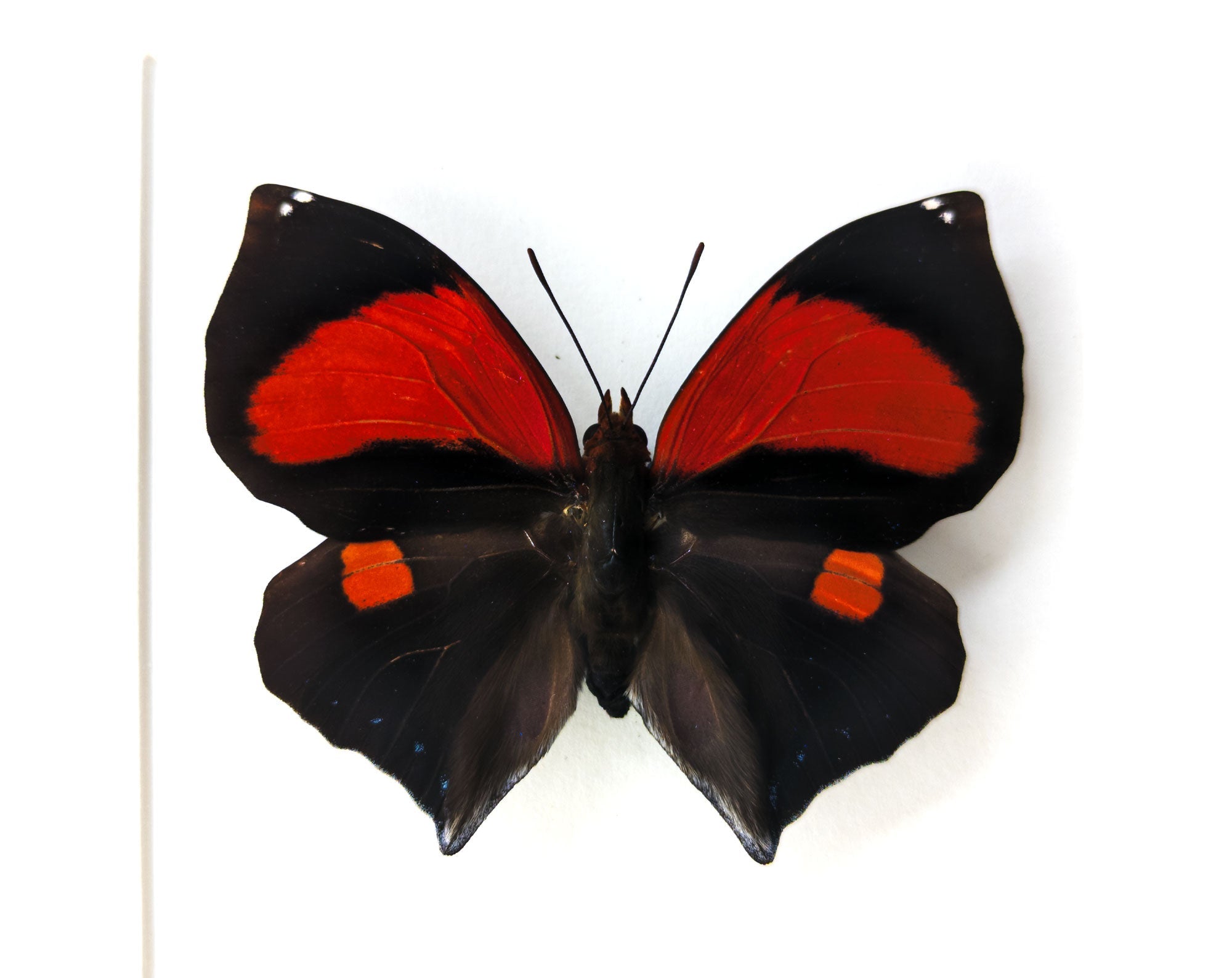 Siderone mars  Schmetterling InsectArt