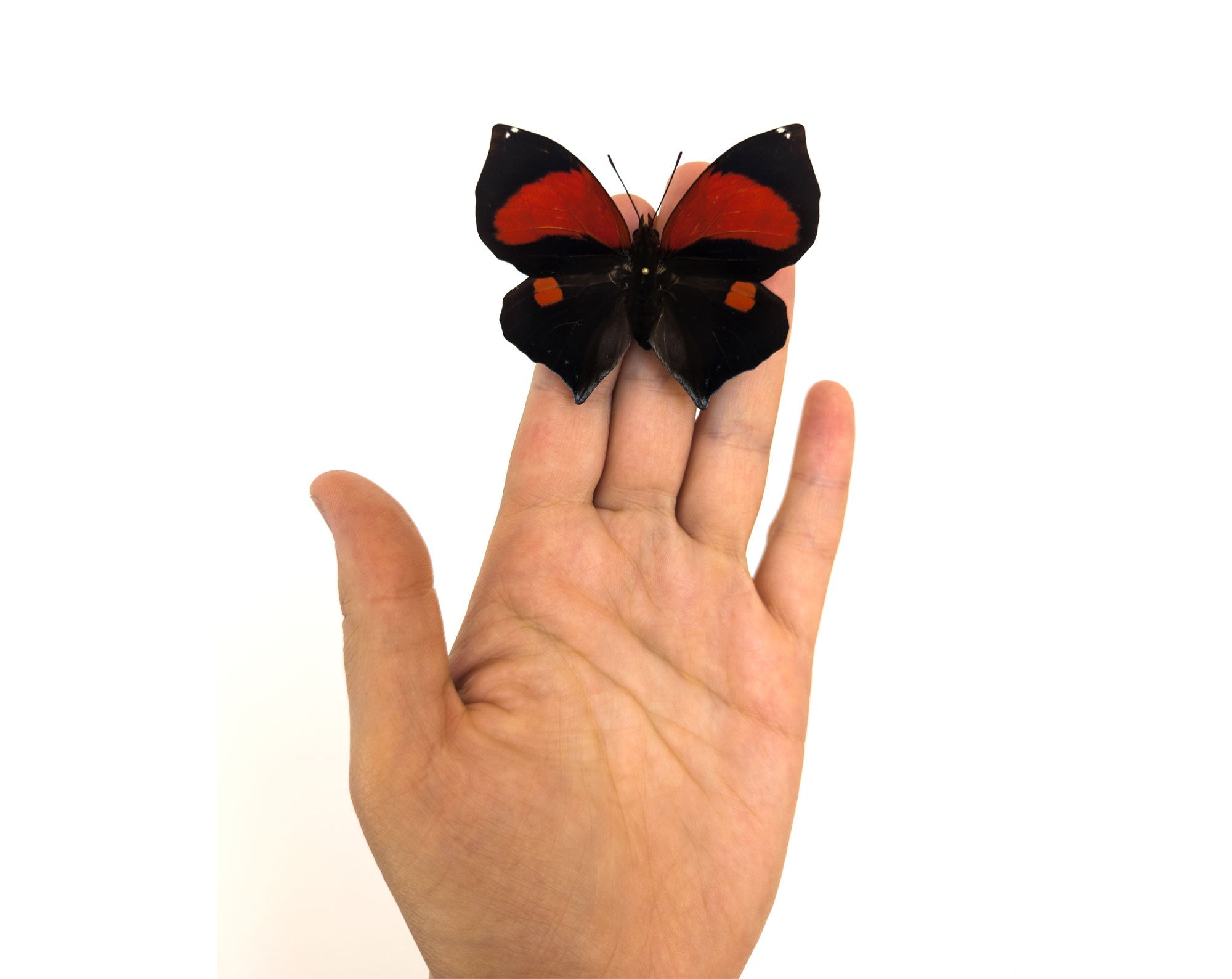 Siderone mars  Schmetterling InsectArt