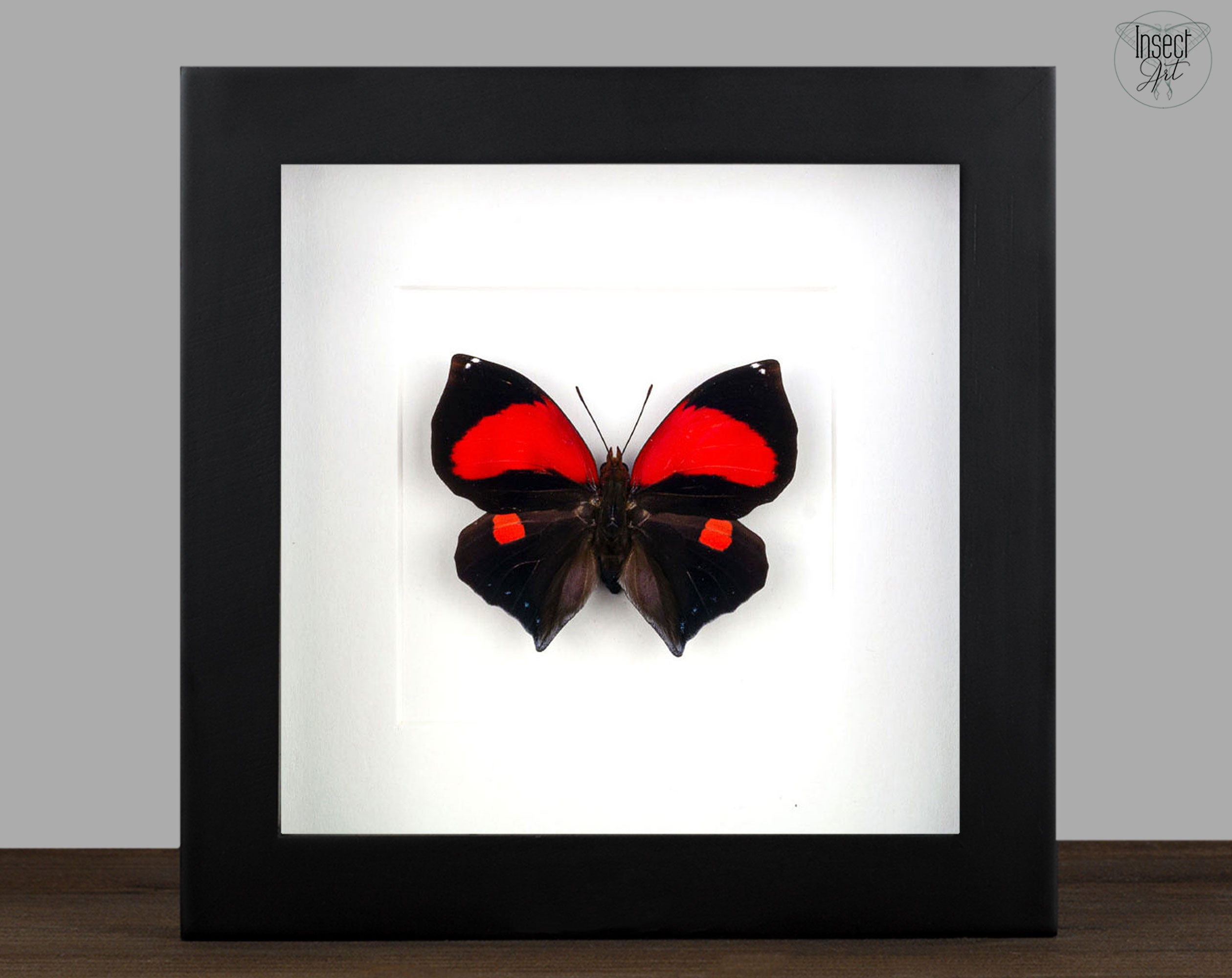 Siderone mars  Schmetterling InsectArt