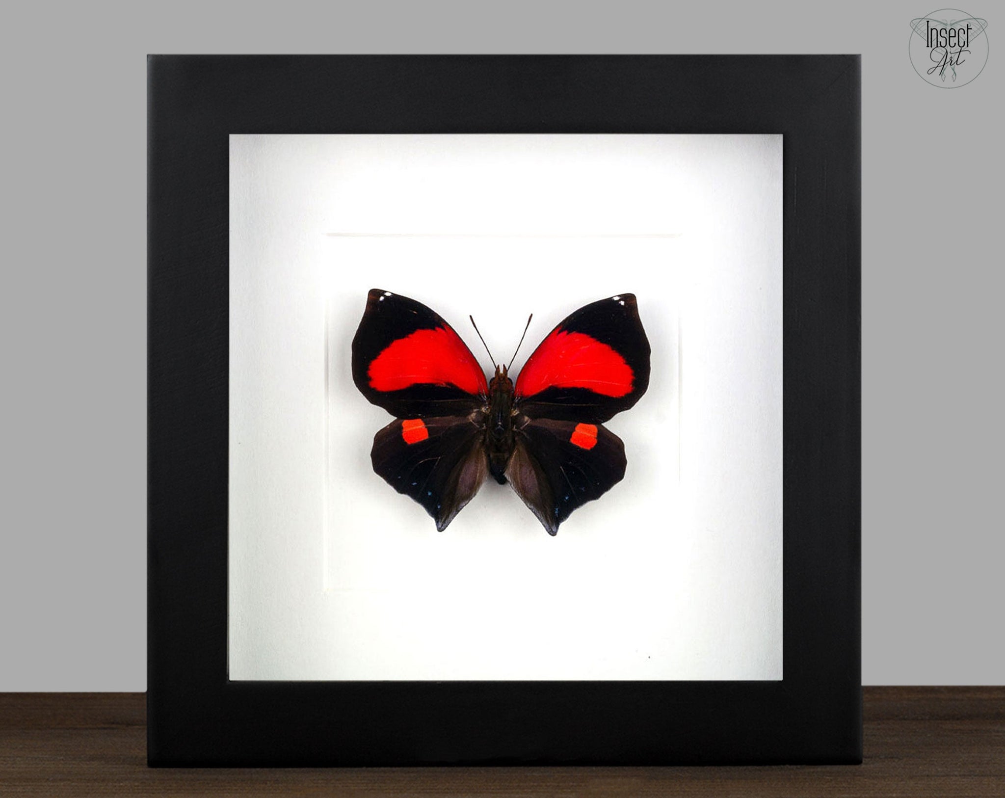 Siderone mars  Schmetterling InsectArt