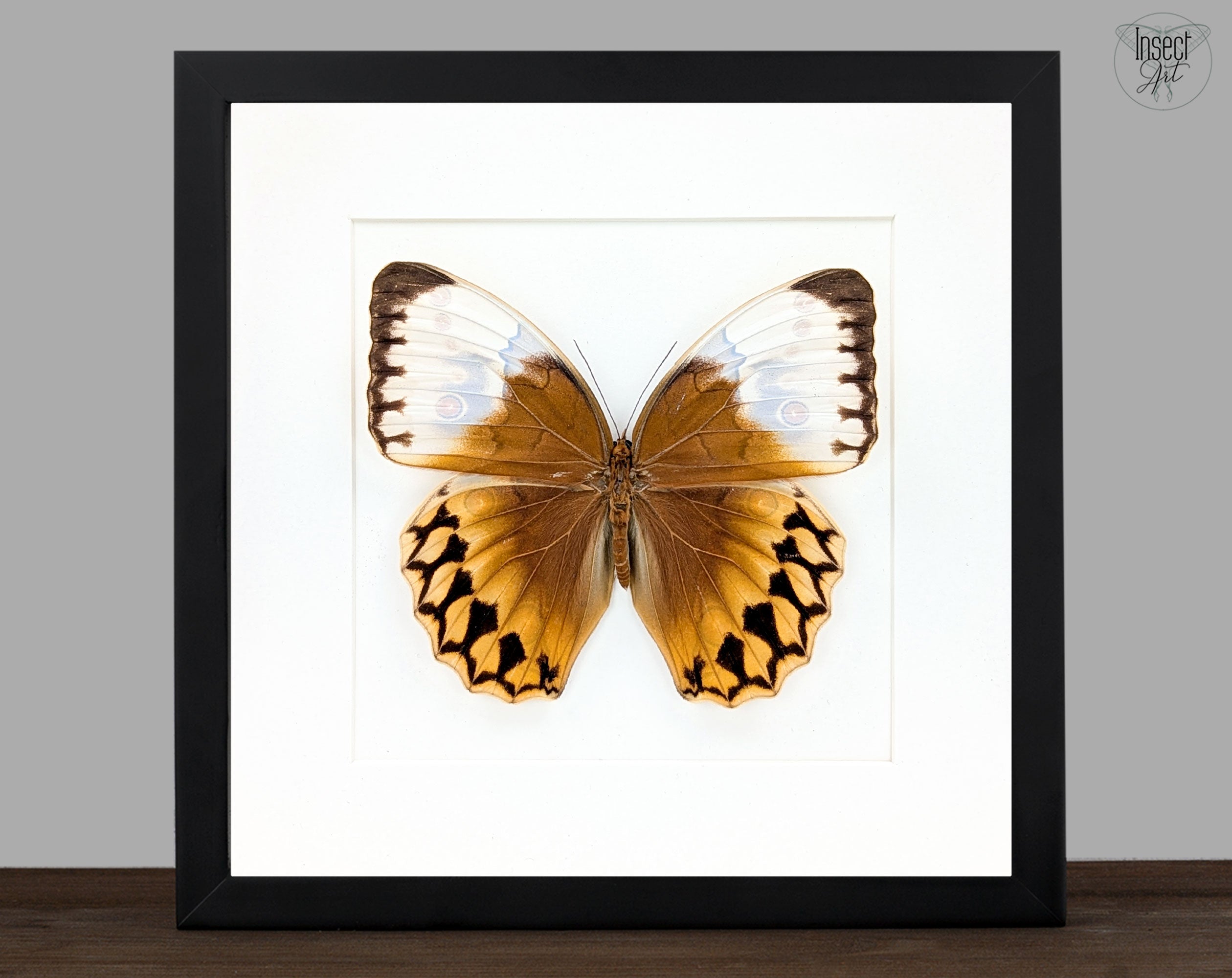 Stichophthalma louisa ♂ | echter Schmetterling im Rahmen