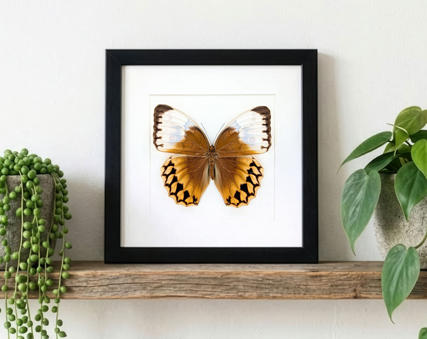 Stichophthalma louisa ♂ | Véritable papillon sous cadre