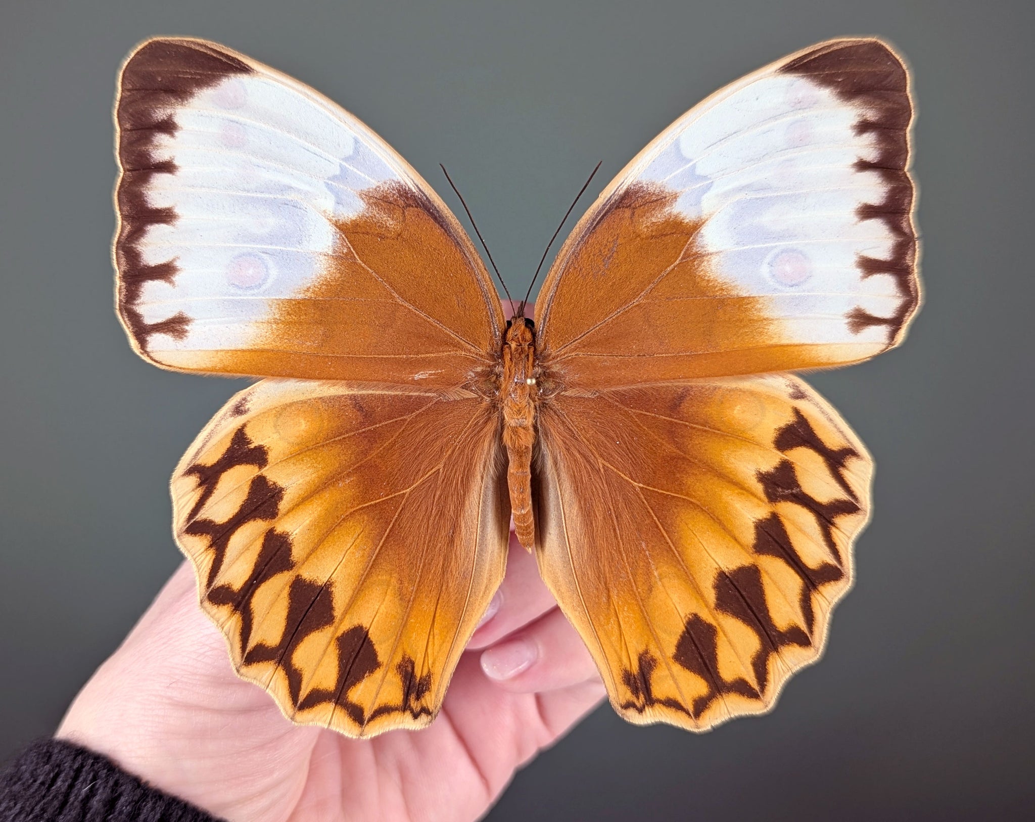 Stichophthalma louisa ♂ | echter Schmetterling im Rahmen
