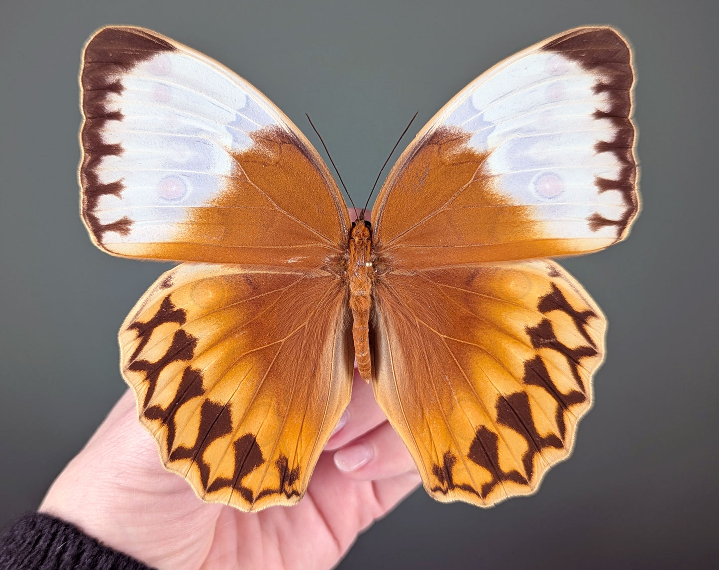 Stichophthalma louisa ♂ | Véritable papillon sous cadre