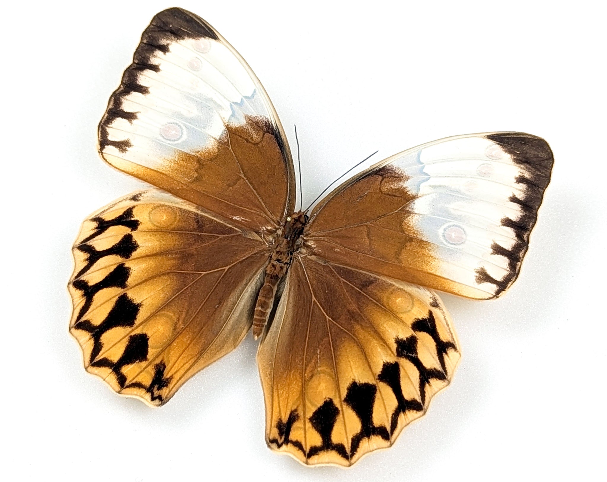 Stichophthalma louisa ♂ | echter Schmetterling im Rahmen