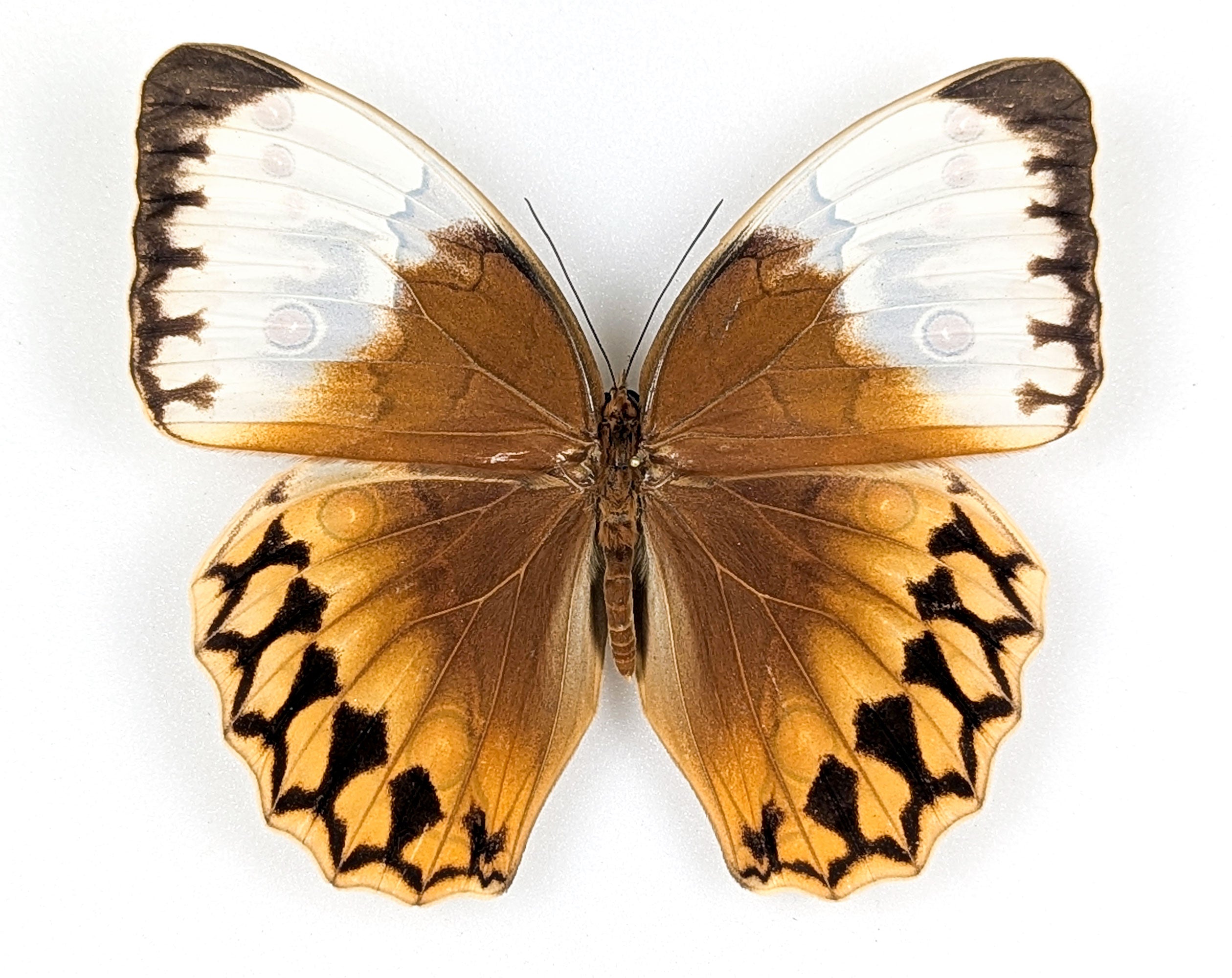 Stichophthalma louisa ♂ | echter Schmetterling im Rahmen