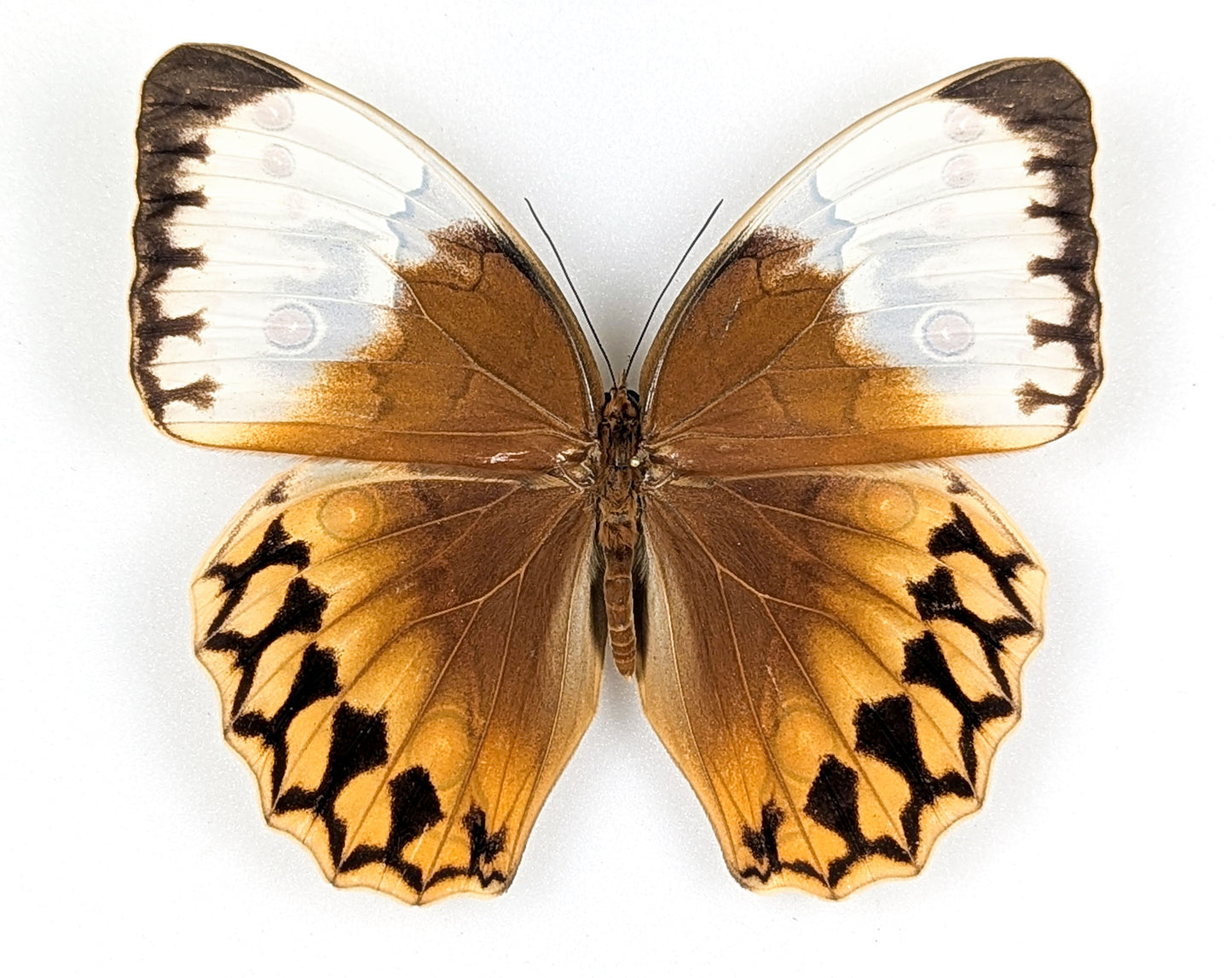 Stichophthalma louisa ♂ | Véritable papillon sous cadre