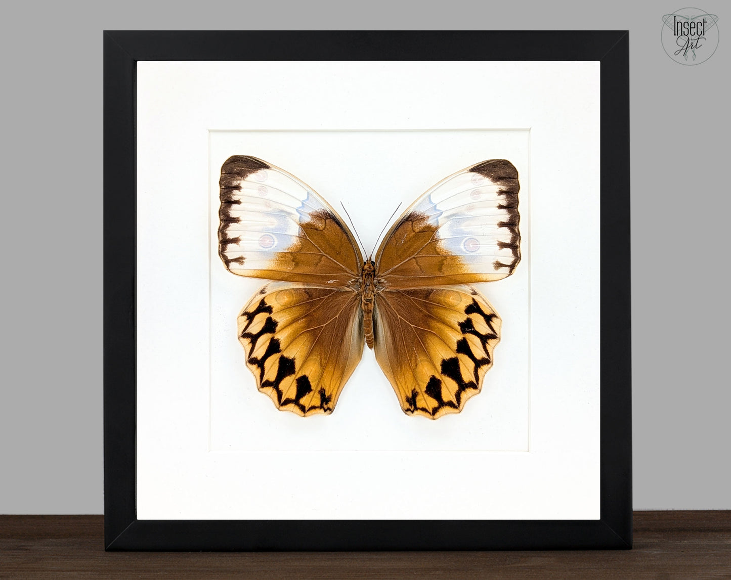 Stichophthalma louisa ♂ | echter Schmetterling im Rahmen