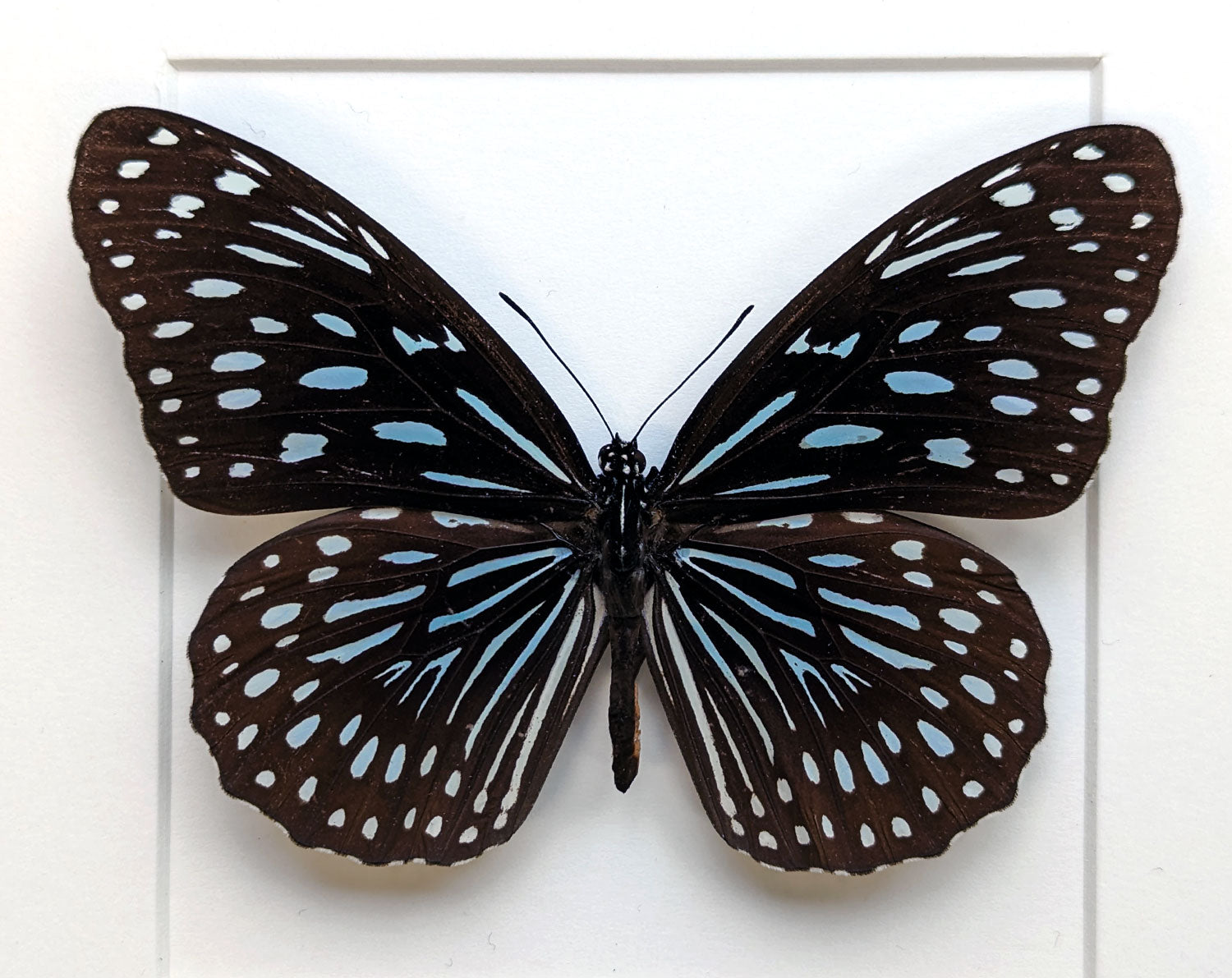 Tirumala limniace ♂  Schmetterling InsectArt