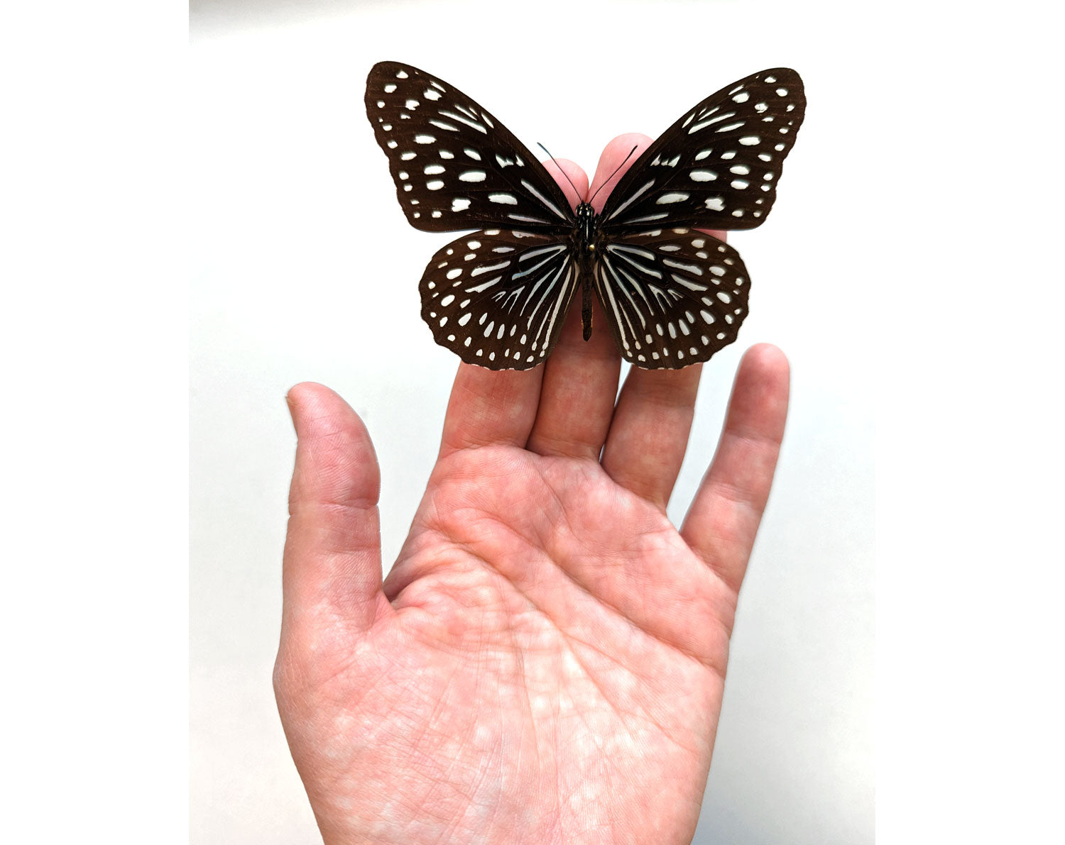 Tirumala limniace ♂  Schmetterling InsectArt