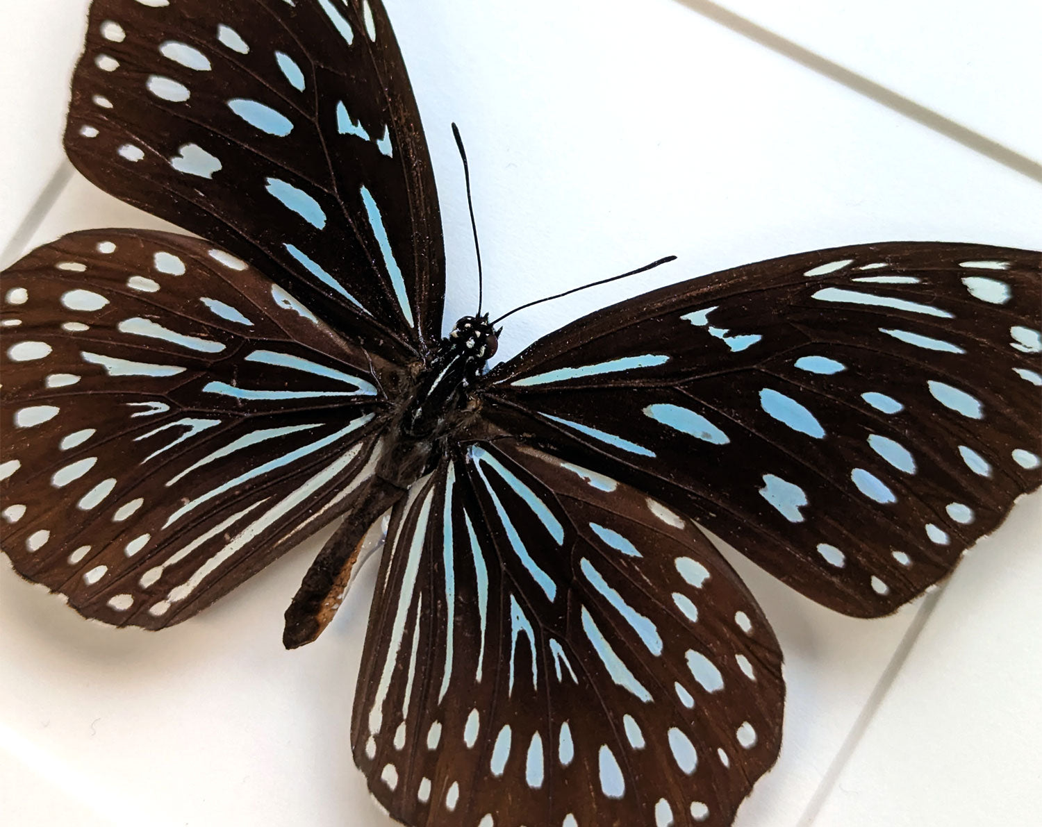 Tirumala limniace ♂  Schmetterling InsectArt