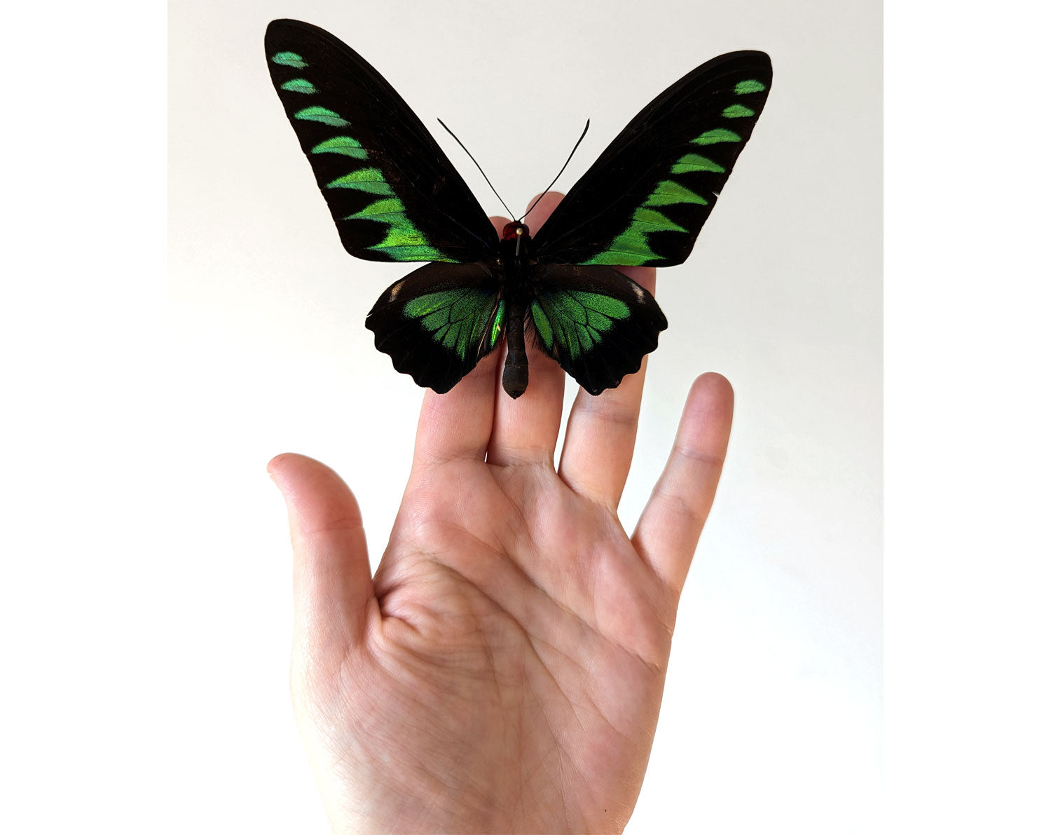 Trogonoptera brookiana ♂  Schmetterling InsectArt