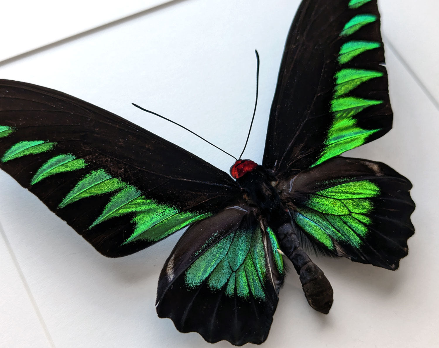 Trogonoptera brookiana ♂  Schmetterling InsectArt
