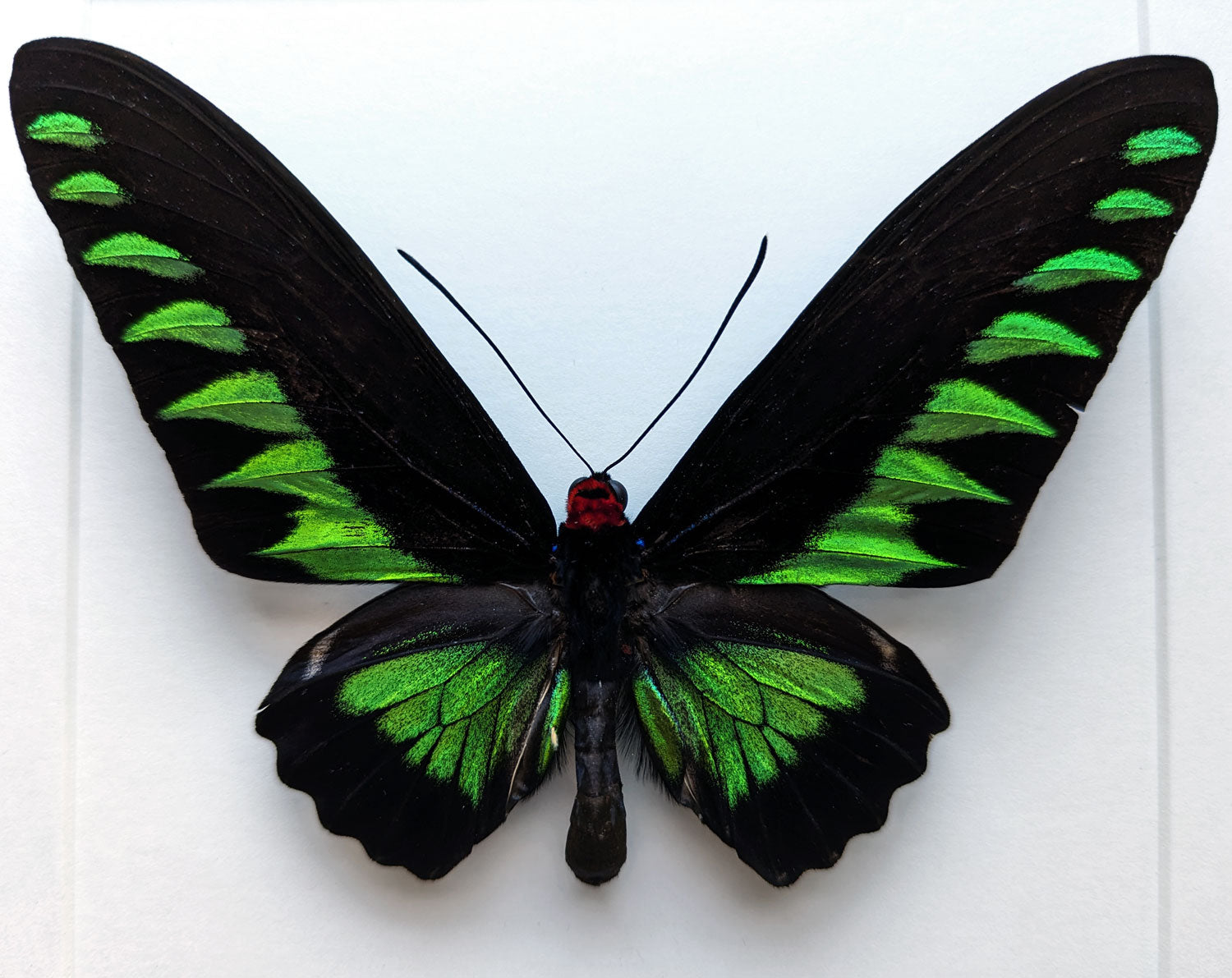 Trogonoptera brookiana ♂  Schmetterling InsectArt