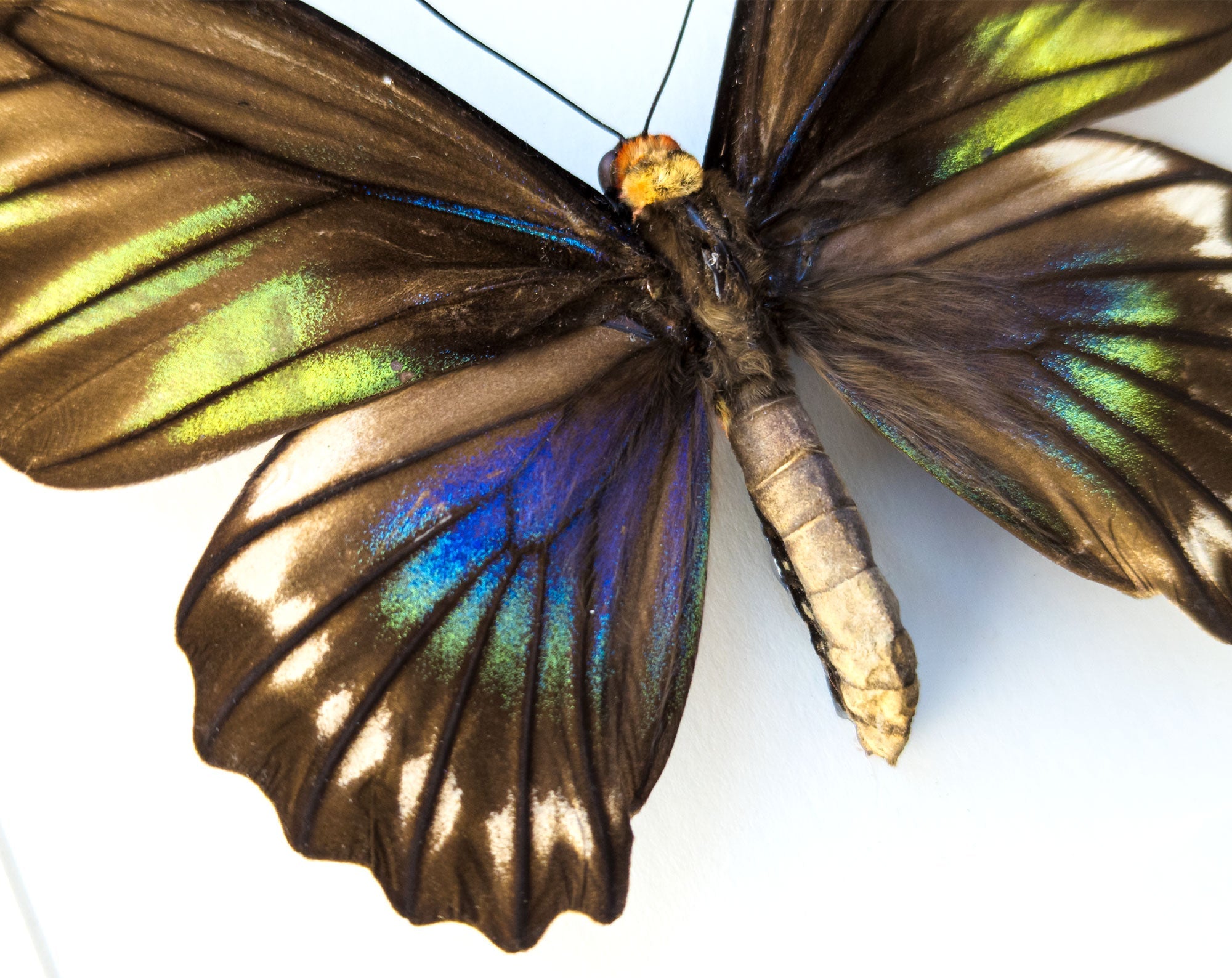 Trogonoptera trojana ♀  Schmetterling InsectArt