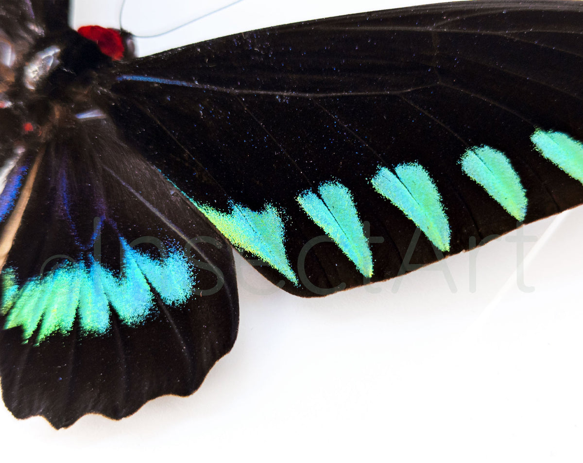 Real butterfly in frame, Trogonoptera Trojana Palawan Birdwing Triangle ...