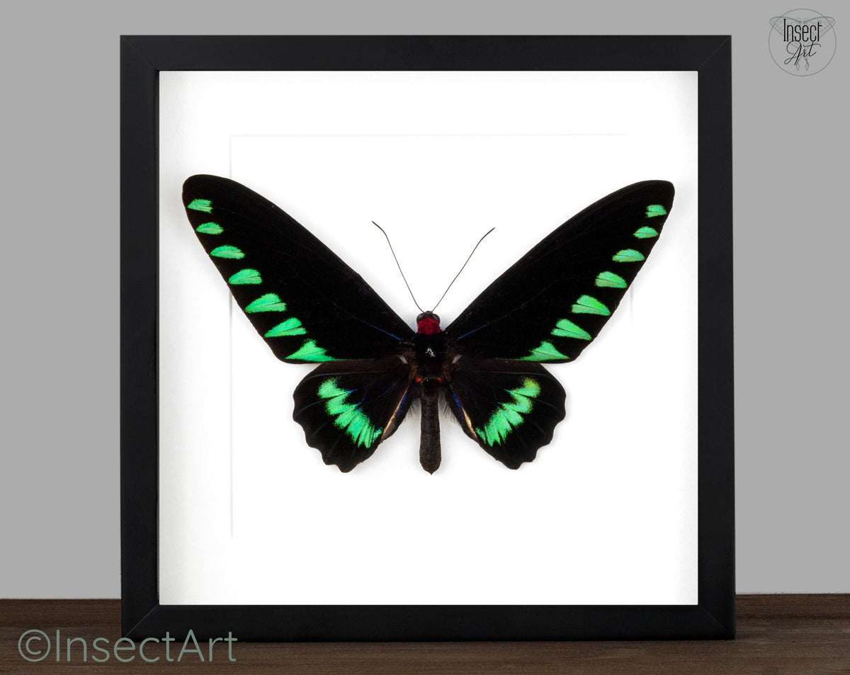 Real butterfly in frame, Trogonoptera Trojana Palawan Birdwing Triangle ...