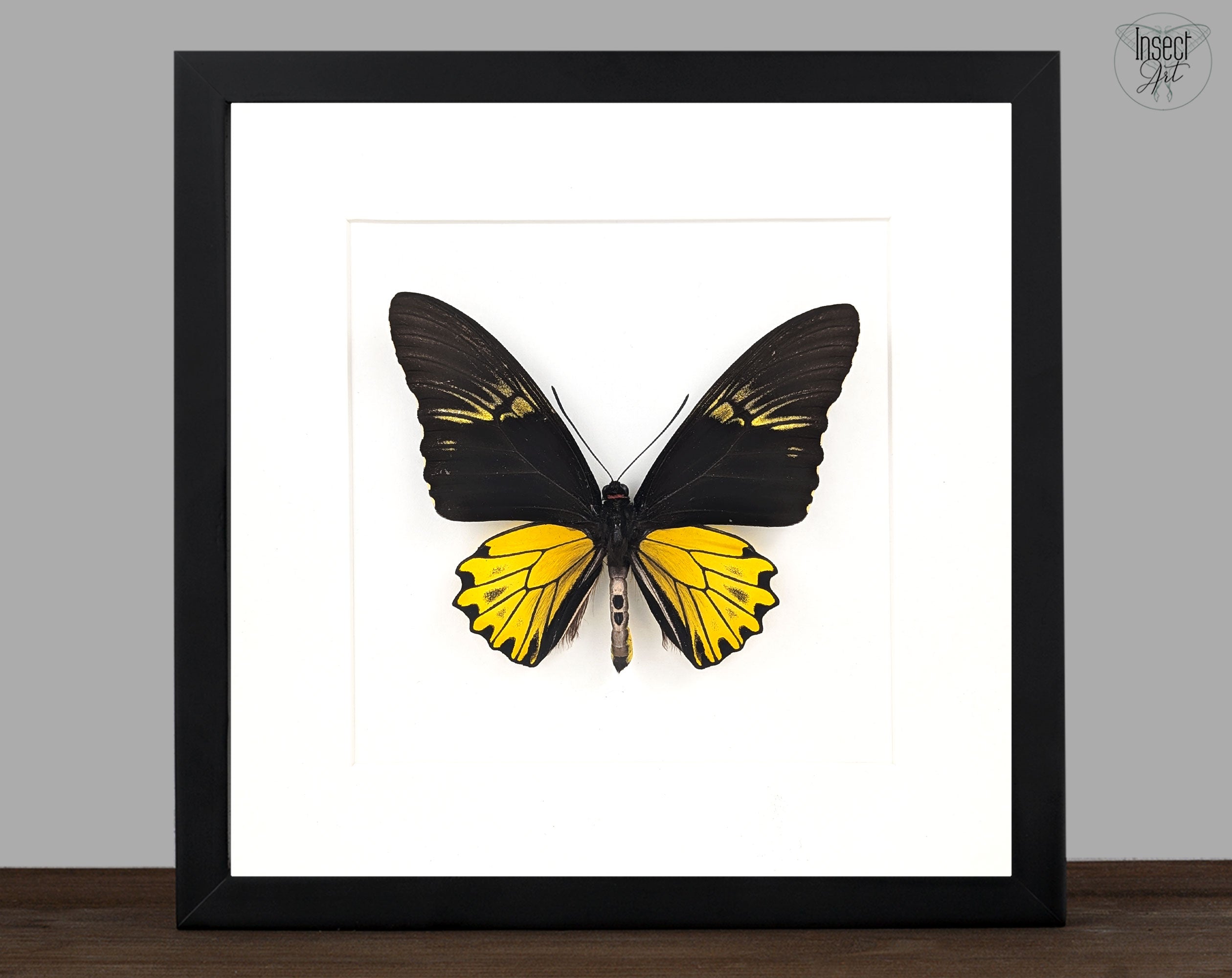 echter schwarz gelber schmetterling im Rahmen