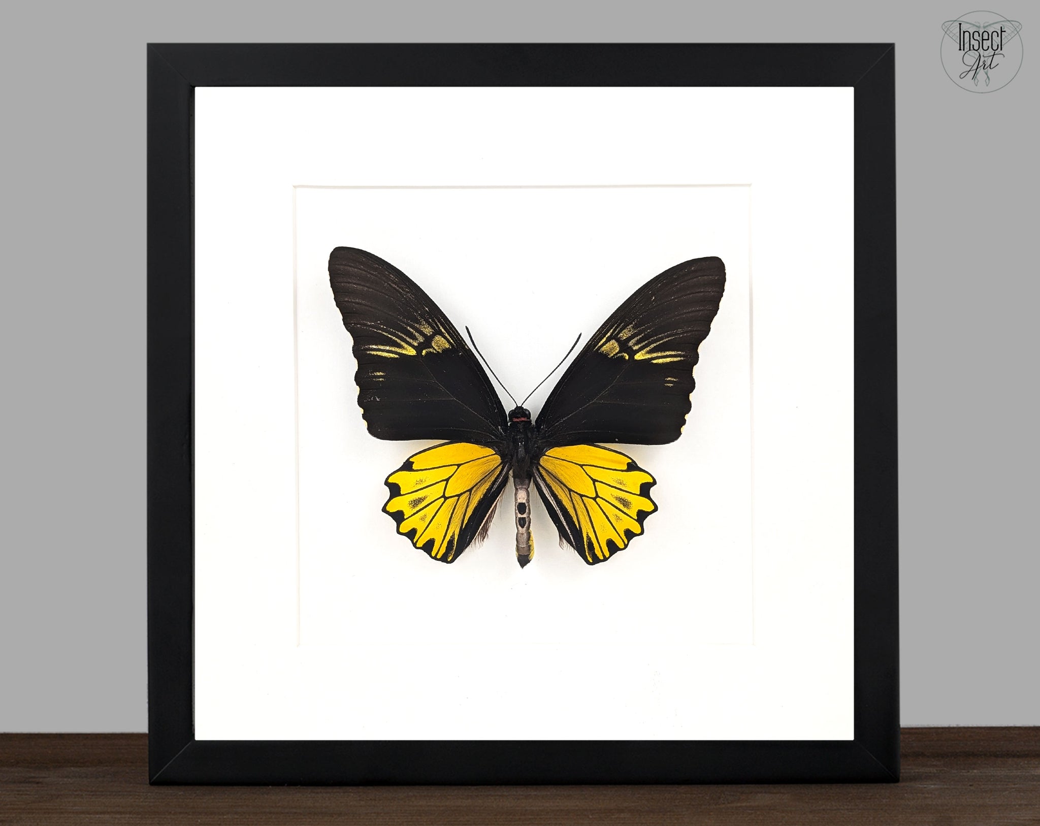 echter schwarz gelber schmetterling im Rahmen