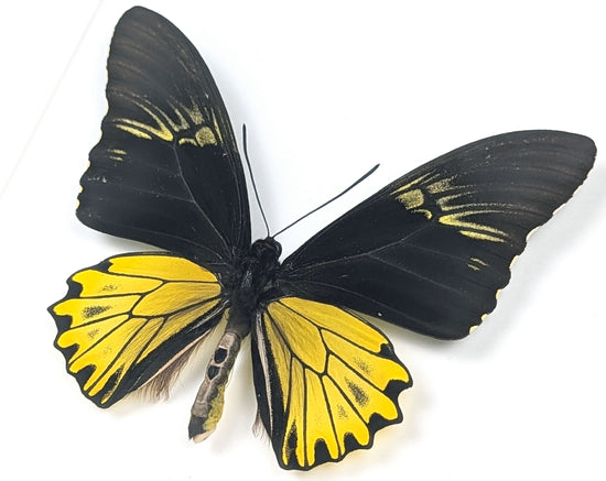 Troides cuneifera, präparierter Schmetterling im Rahmen