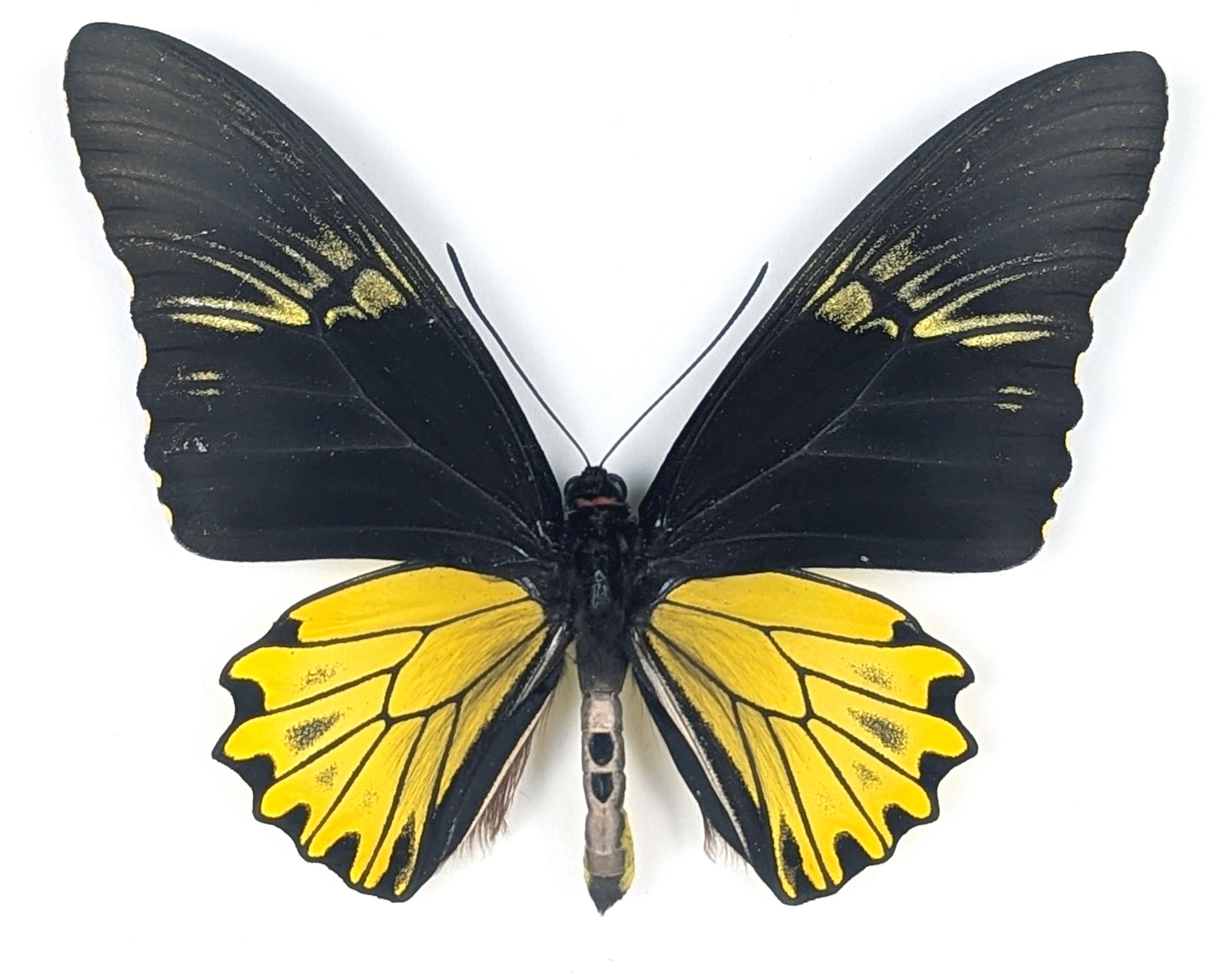 Troides cuneifera, präparierter Schmetterling im Rahmen
