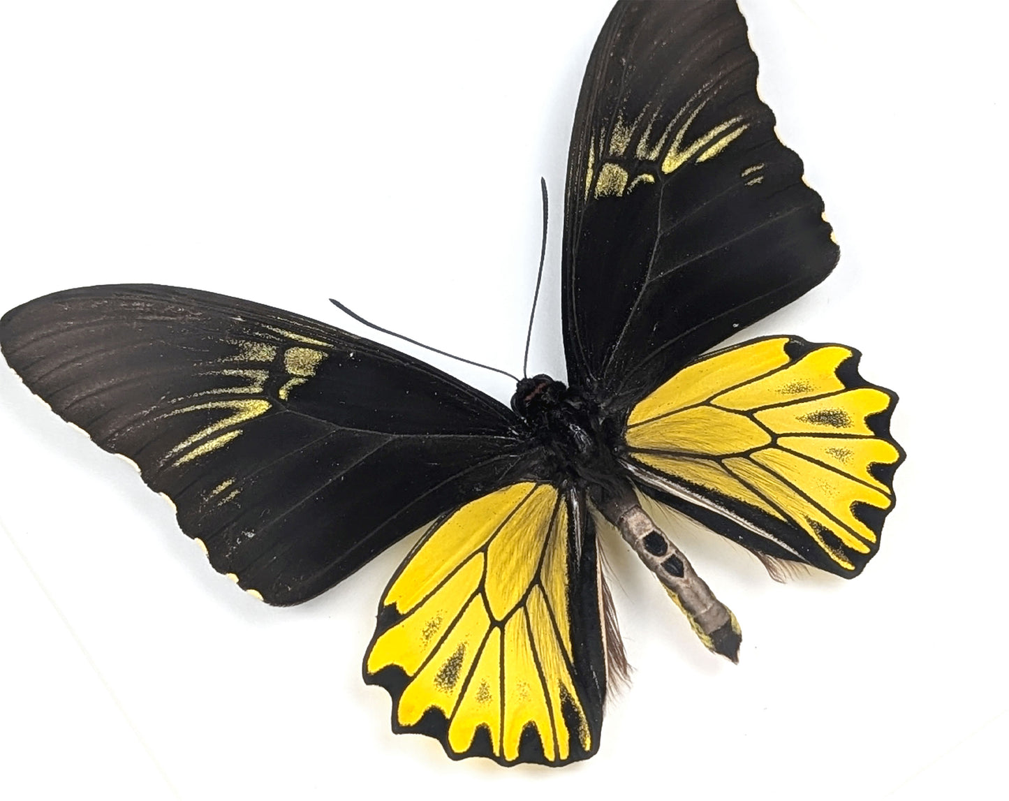 Troides cuneifera, präparierter Schmetterling im Rahmen