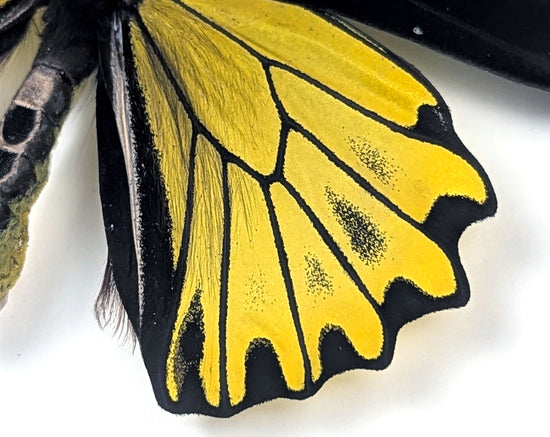 Troides cuneifera, präparierter Schmetterling im Rahmen