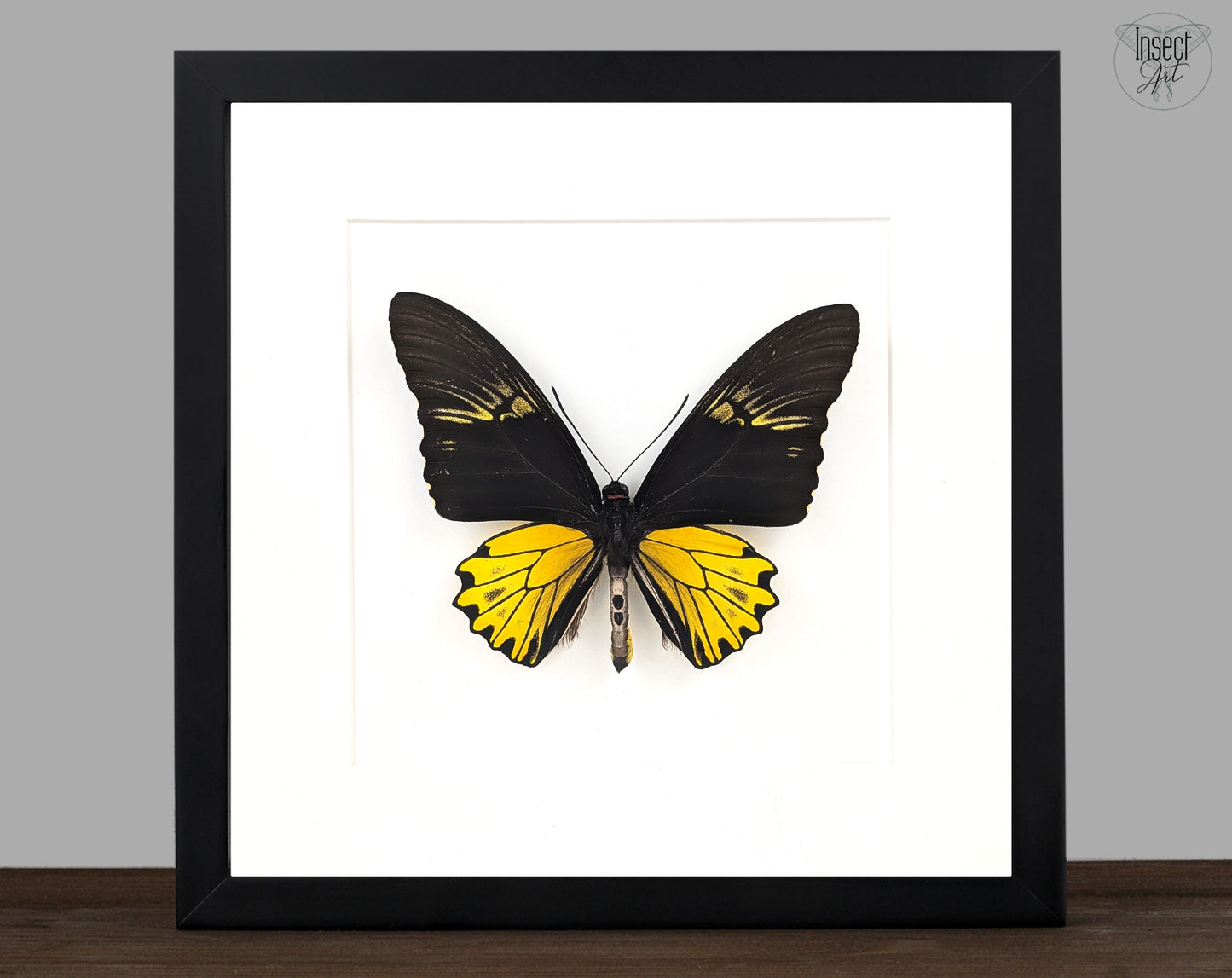 echter schwarz gelber schmetterling im Rahmen