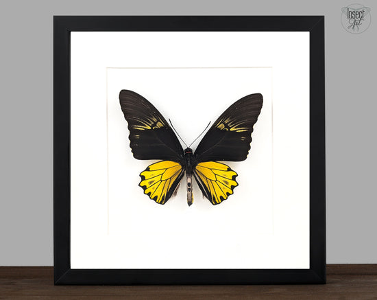 echter schwarz gelber schmetterling im Rahmen