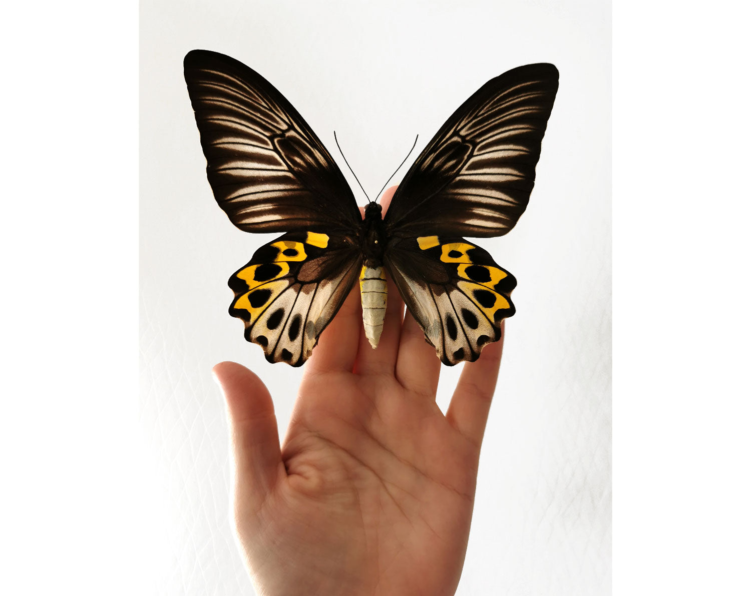 Troides hypolitus ♀  Schmetterling InsectArt