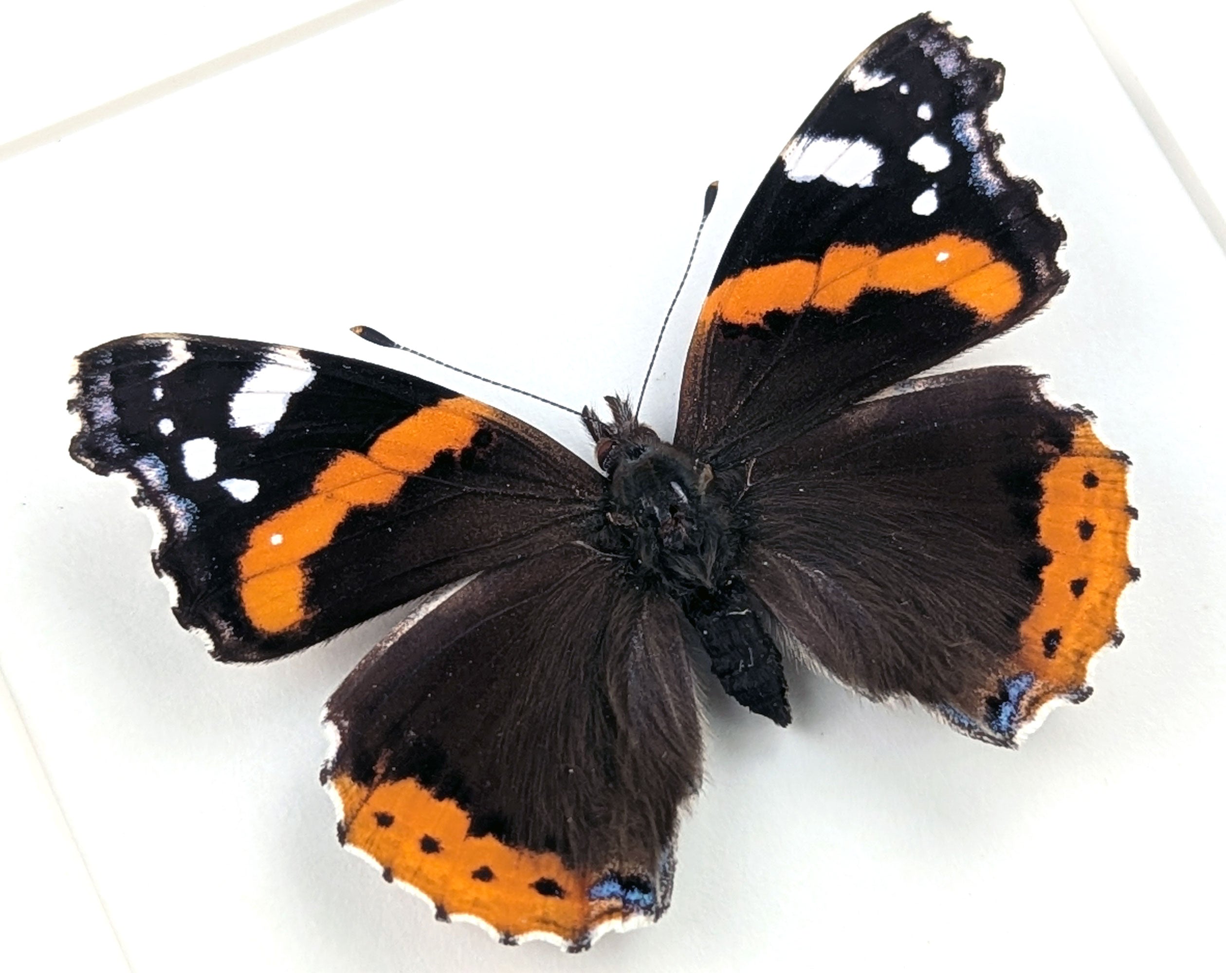 Vanessa atalanta 